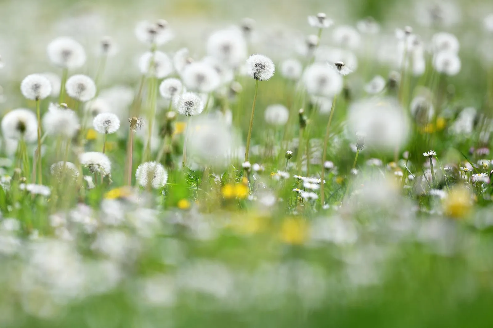 Čakovec – maslačak (3)