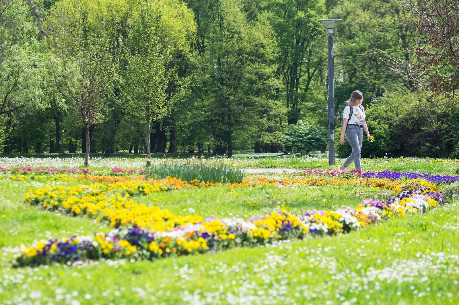 Čakovec – maslačak (4)