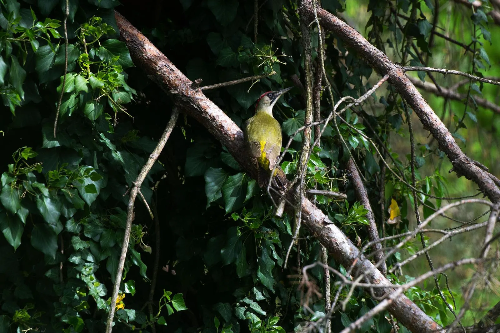 Čakovec – maslačak (6)