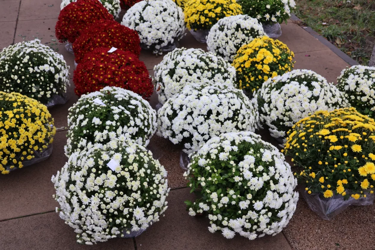 Čakovec, tržnica, 31.10.2025., Svi sveti, aranžmani (22)