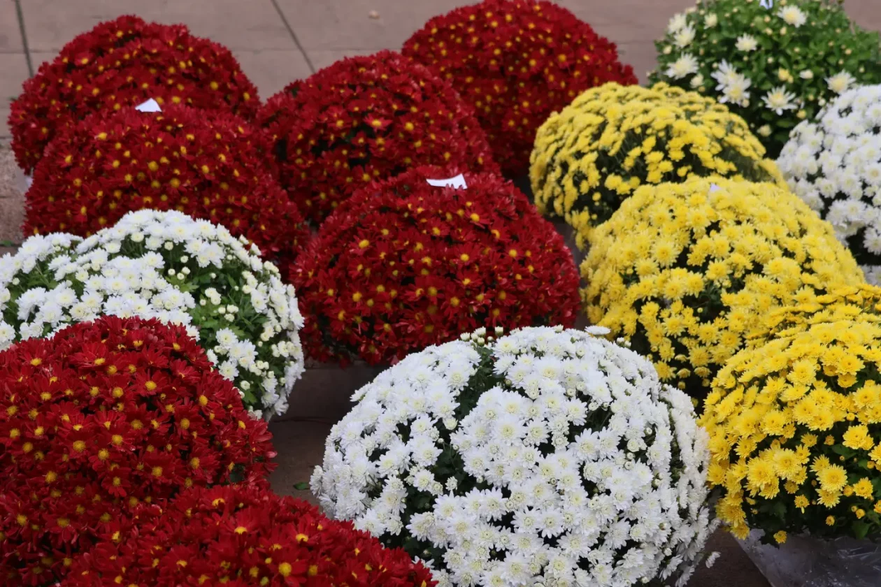 Čakovec, tržnica, 31.10.2025., Svi sveti, aranžmani (23)