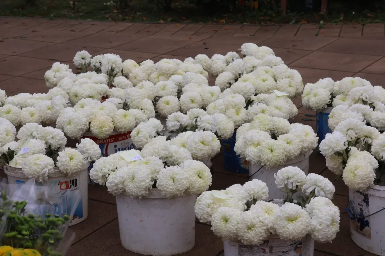 Čakovec, tržnica, 31.10.2025., Svi sveti, aranžmani (29)