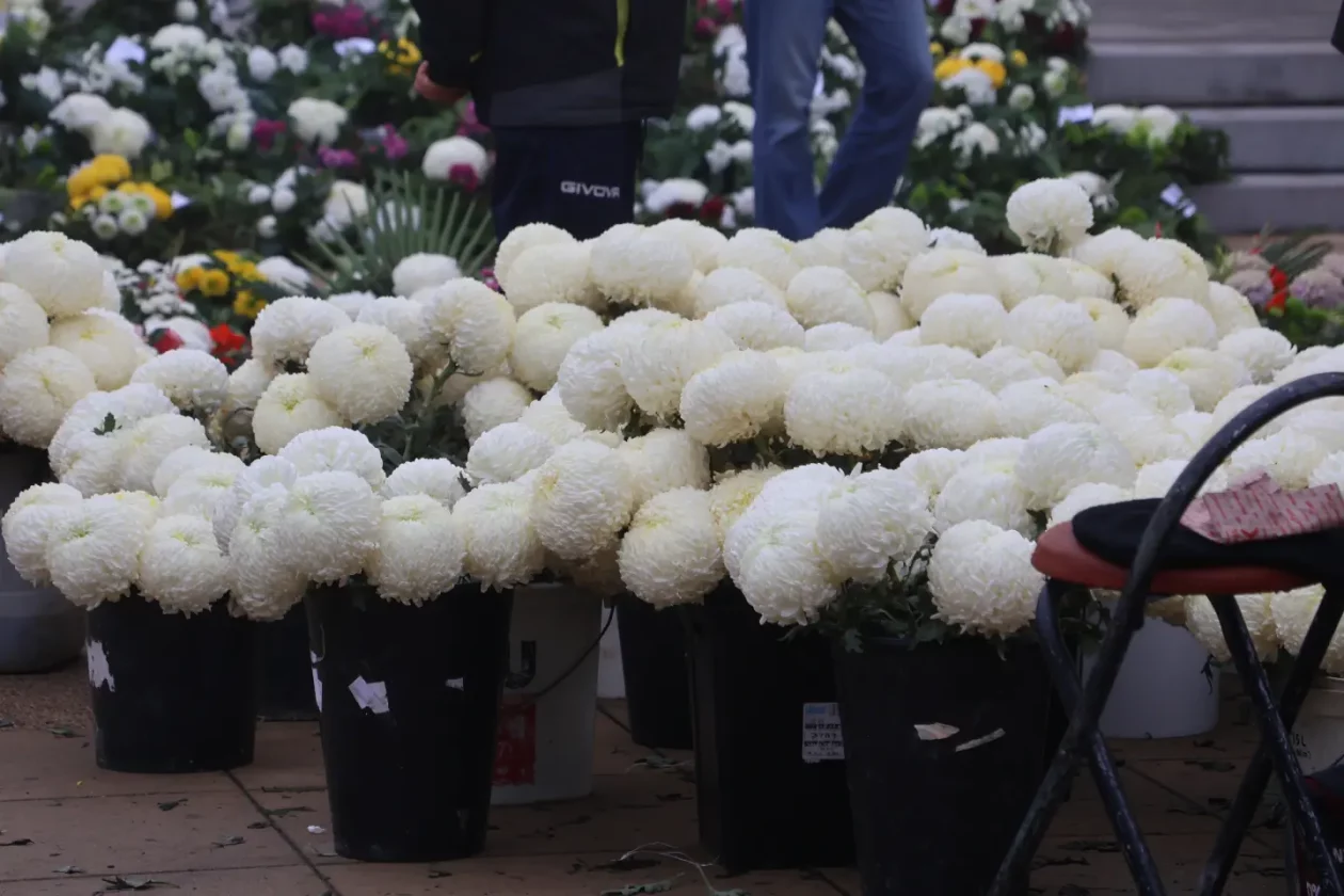 Čakovec, tržnica, 31.10.2025., Svi sveti, aranžmani (32)