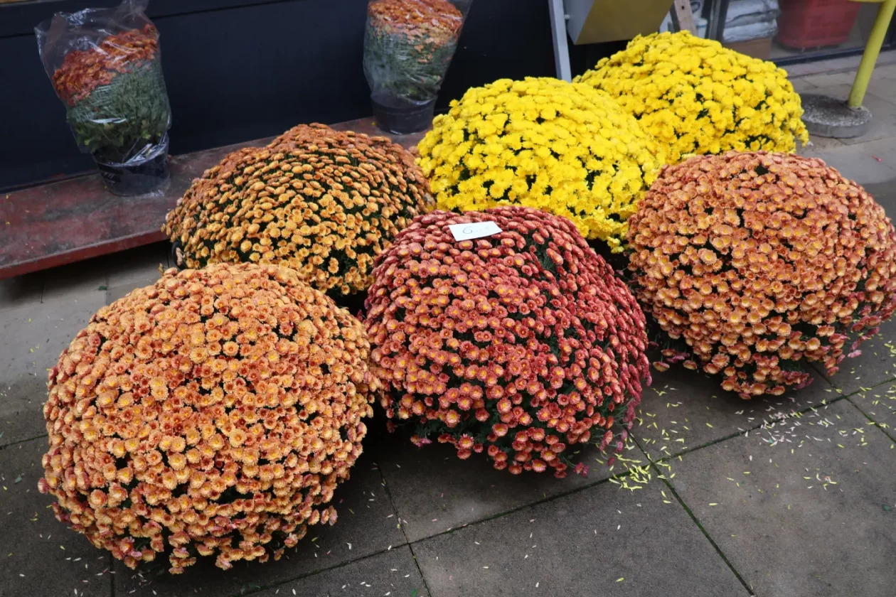 Čakovec, tržnica, 31.10.2025., Svi sveti, aranžmani (47)
