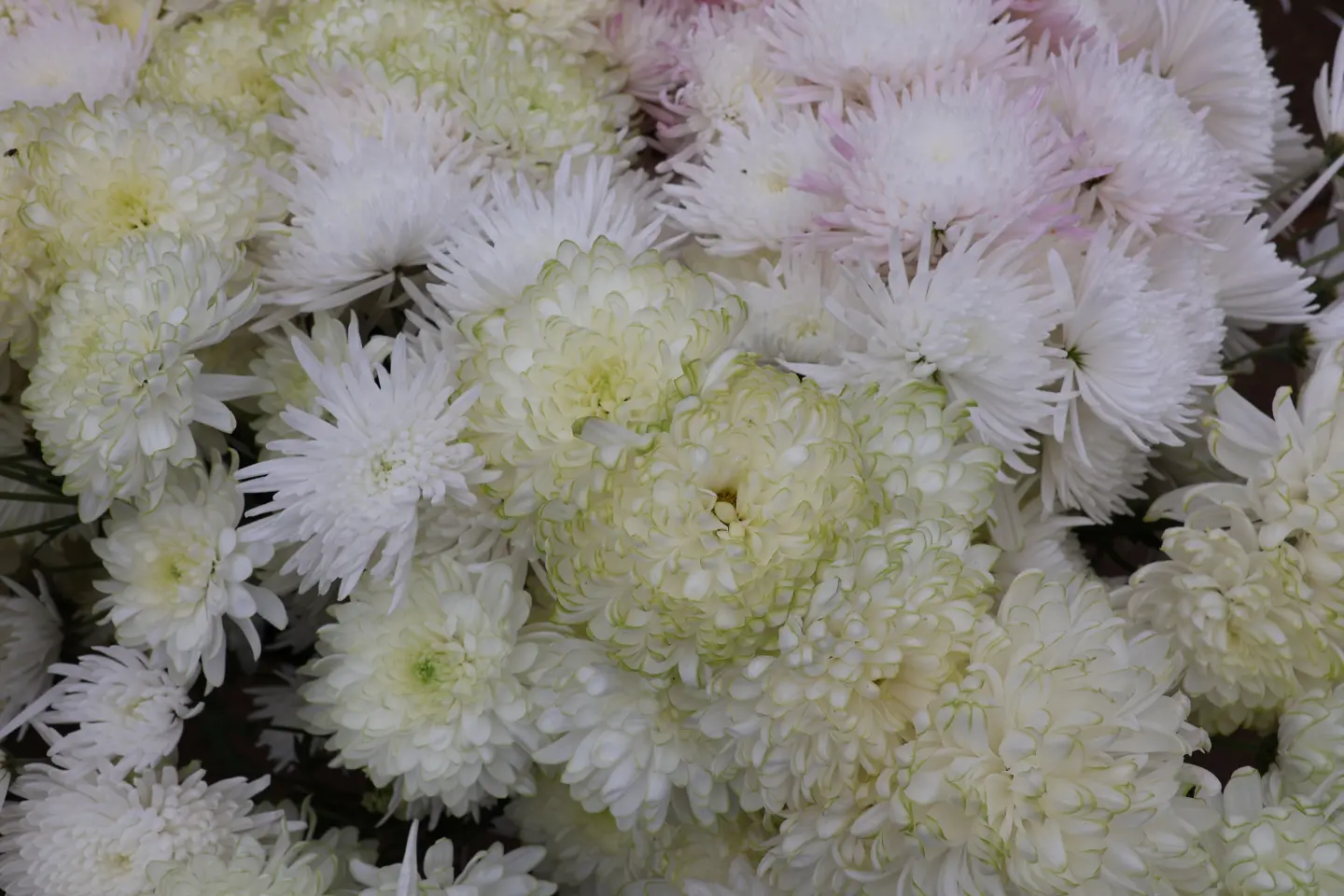 Čakovec, tržnica, 31.10.2025., Svi sveti, aranžmani (5)