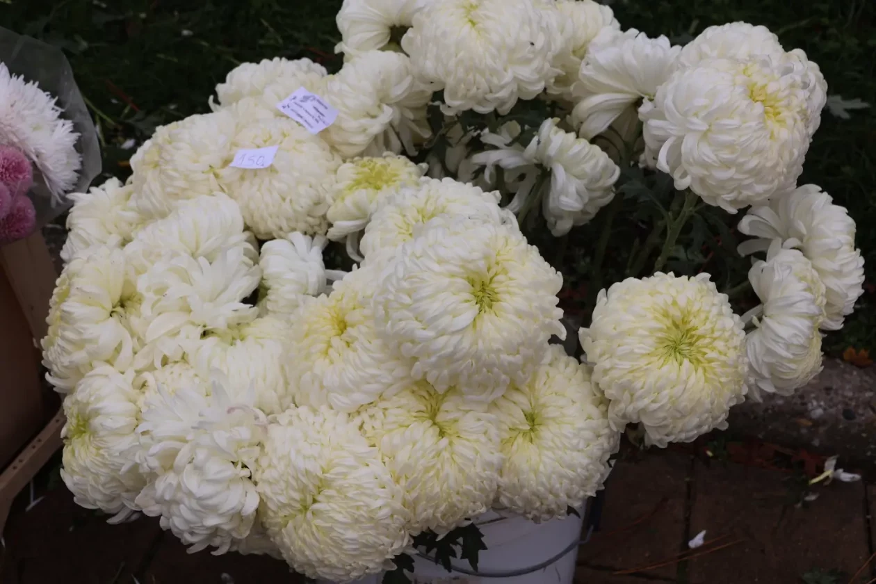 Čakovec, tržnica, 31.10.2025., Svi sveti, aranžmani (6)