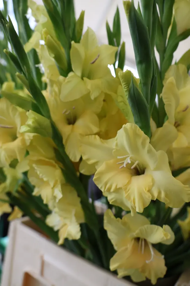 Čakovec, tržnica, 31.10.2025., Svi sveti, aranžmani (75)