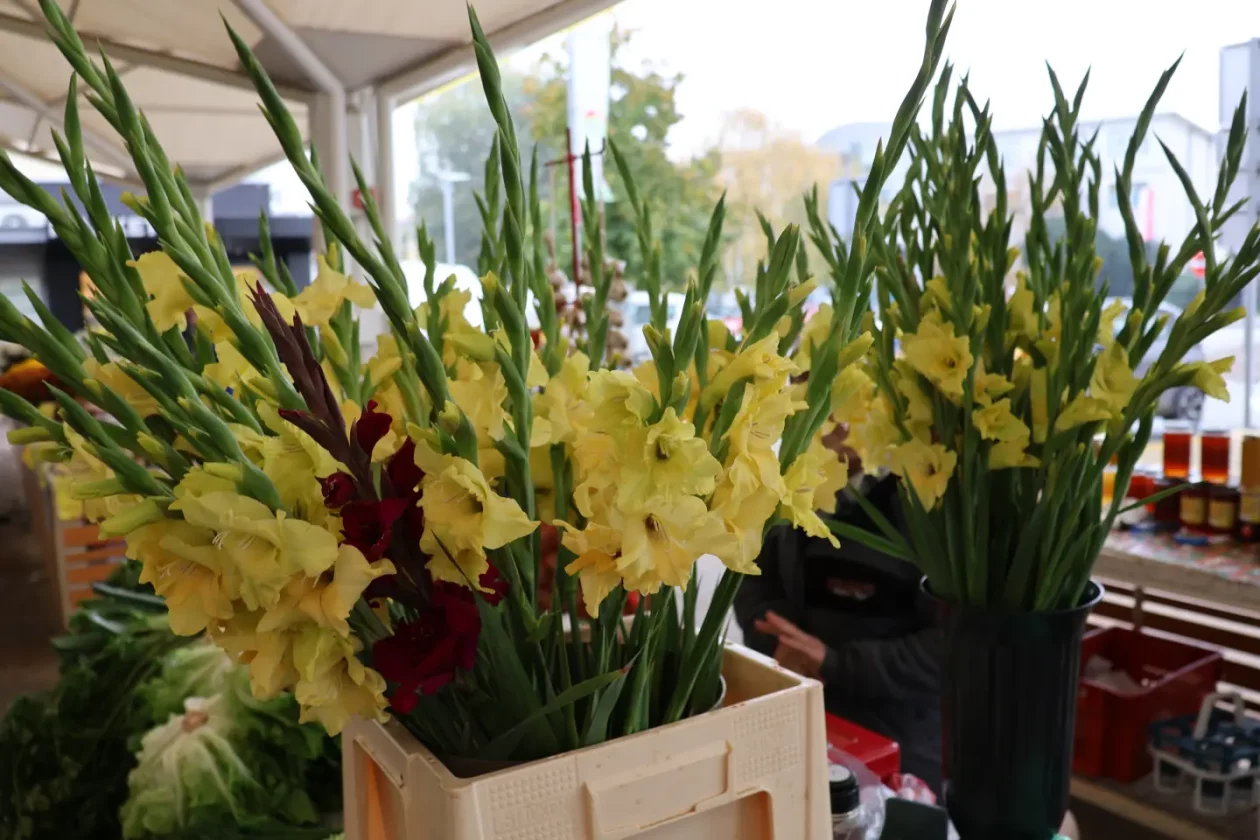 Čakovec, tržnica, 31.10.2025., Svi sveti, aranžmani (77)