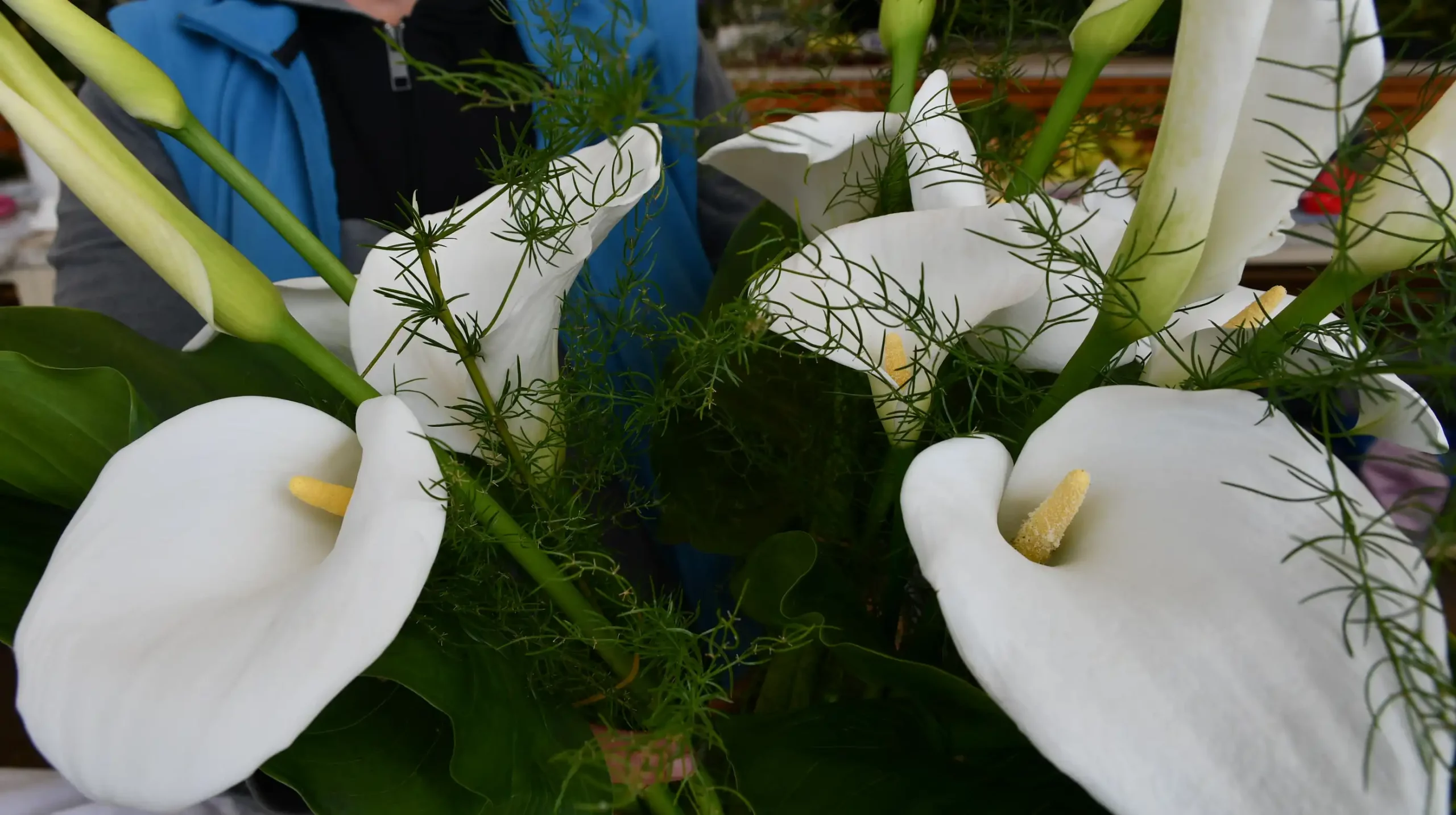 Čakovečka tržnica, 14.6 (1) Čakovečka tržnica, 14.6 (1)