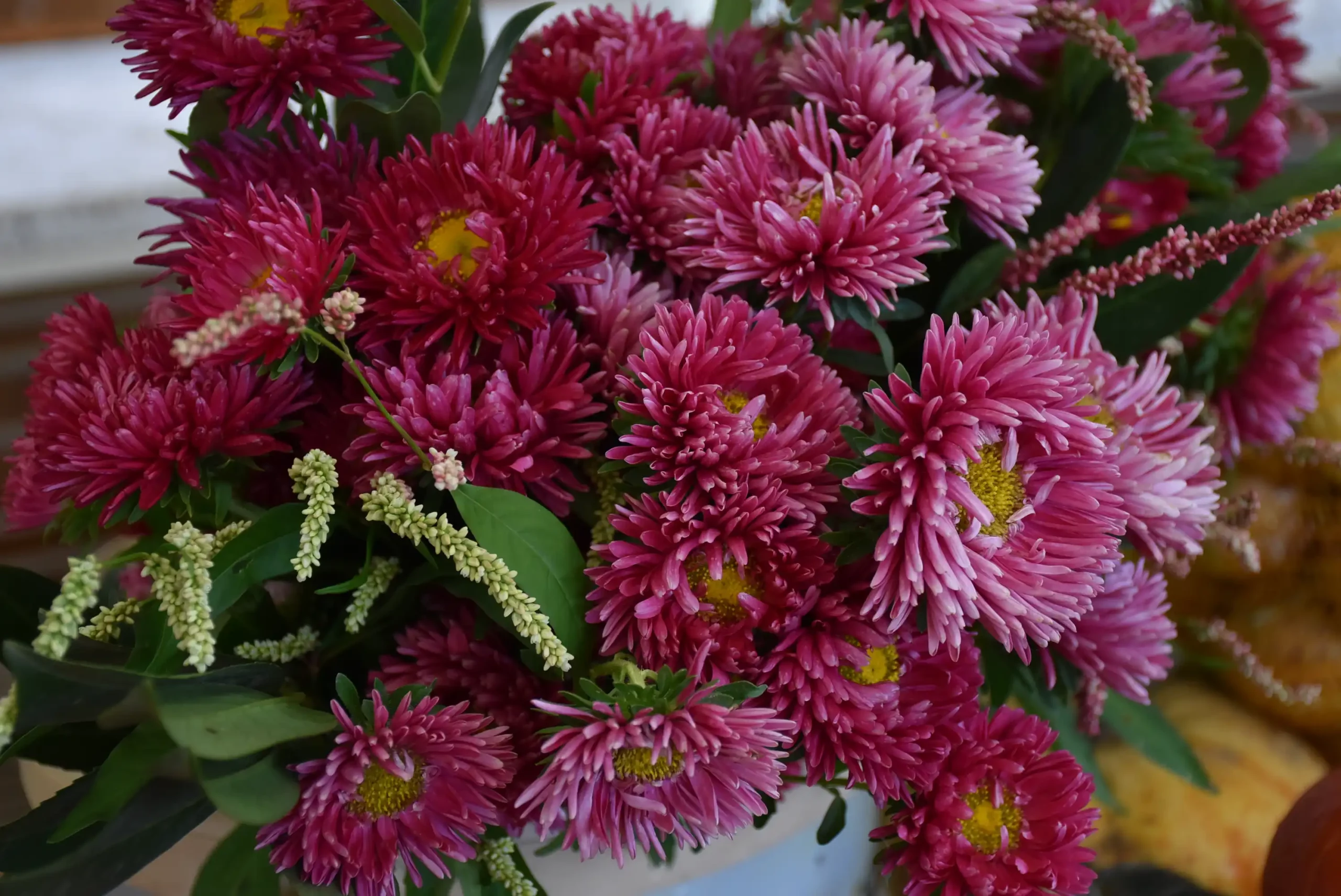 Čakovečka tržnica 20. rujna (18)