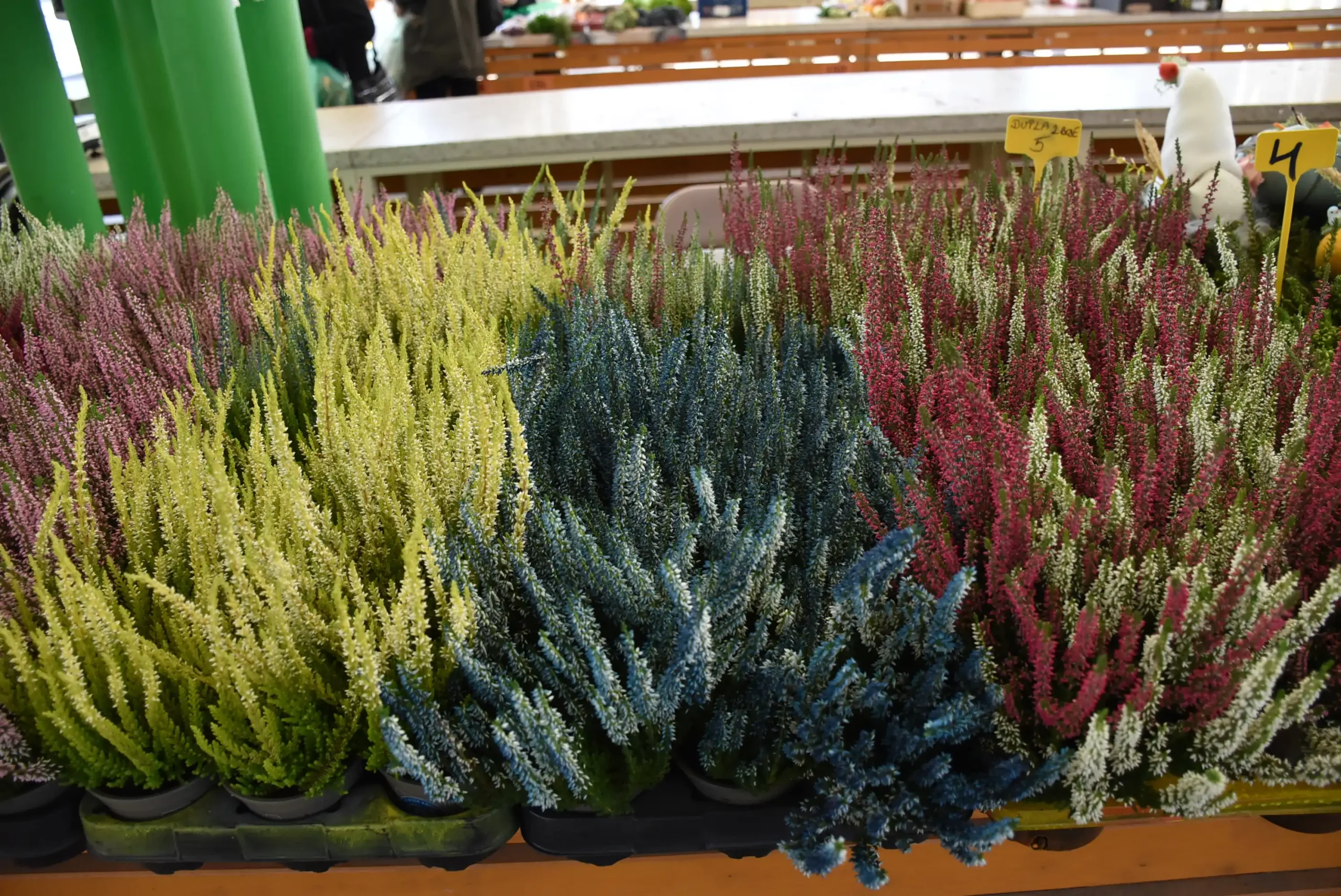 Čakovečka tržnica 20. rujna (32)