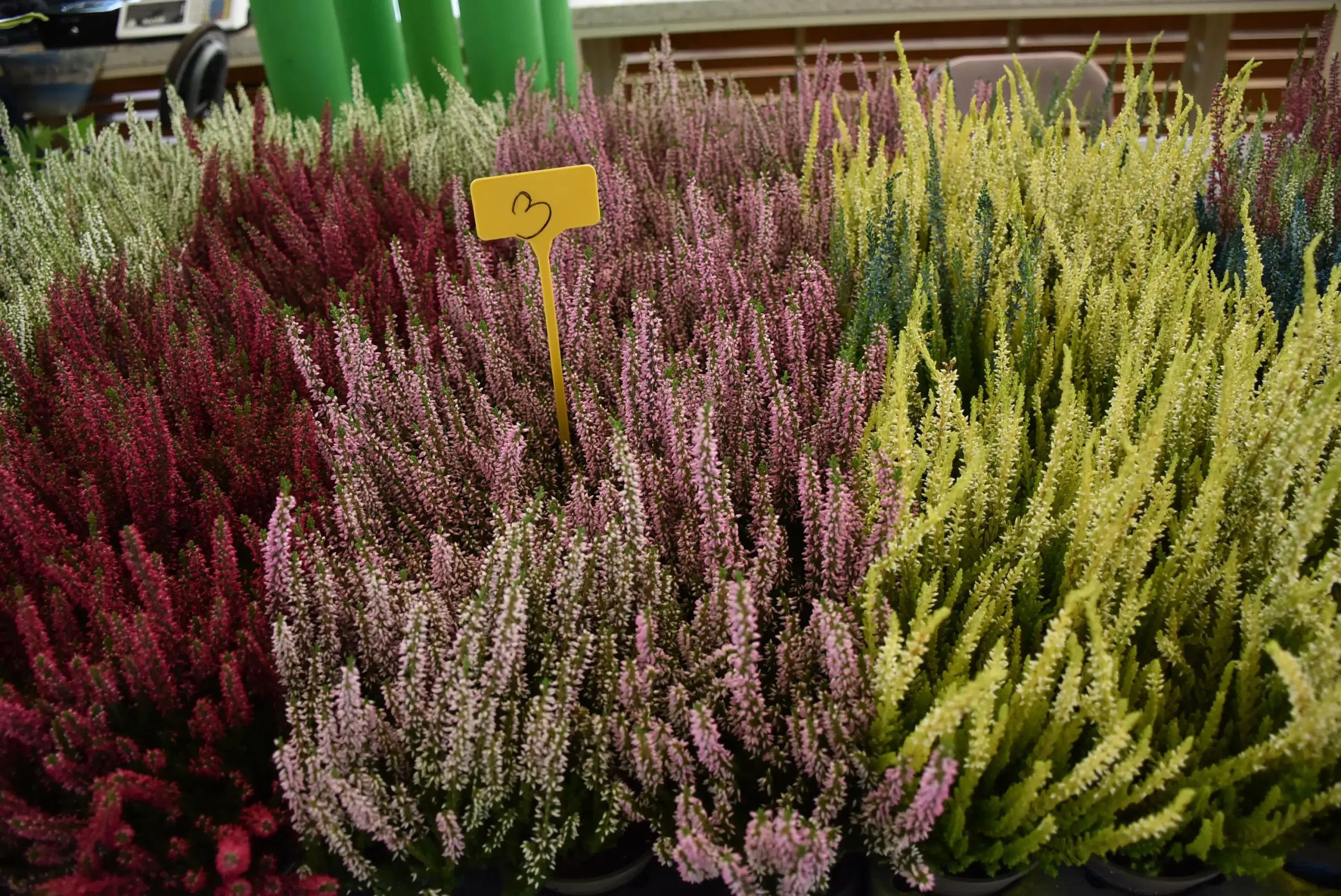 Čakovečka tržnica 20. rujna (33)