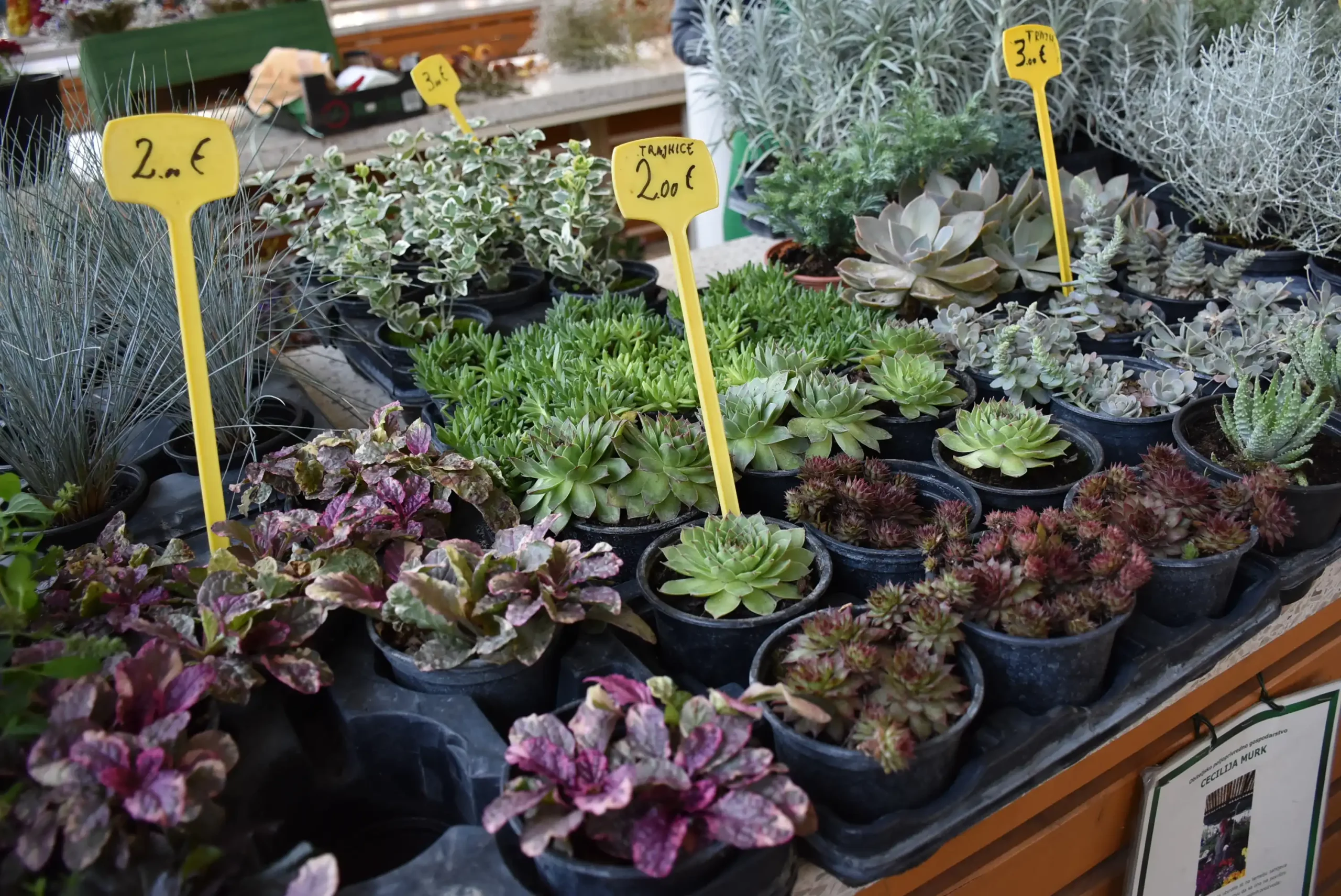 Čakovečka tržnica 20. rujna (52)