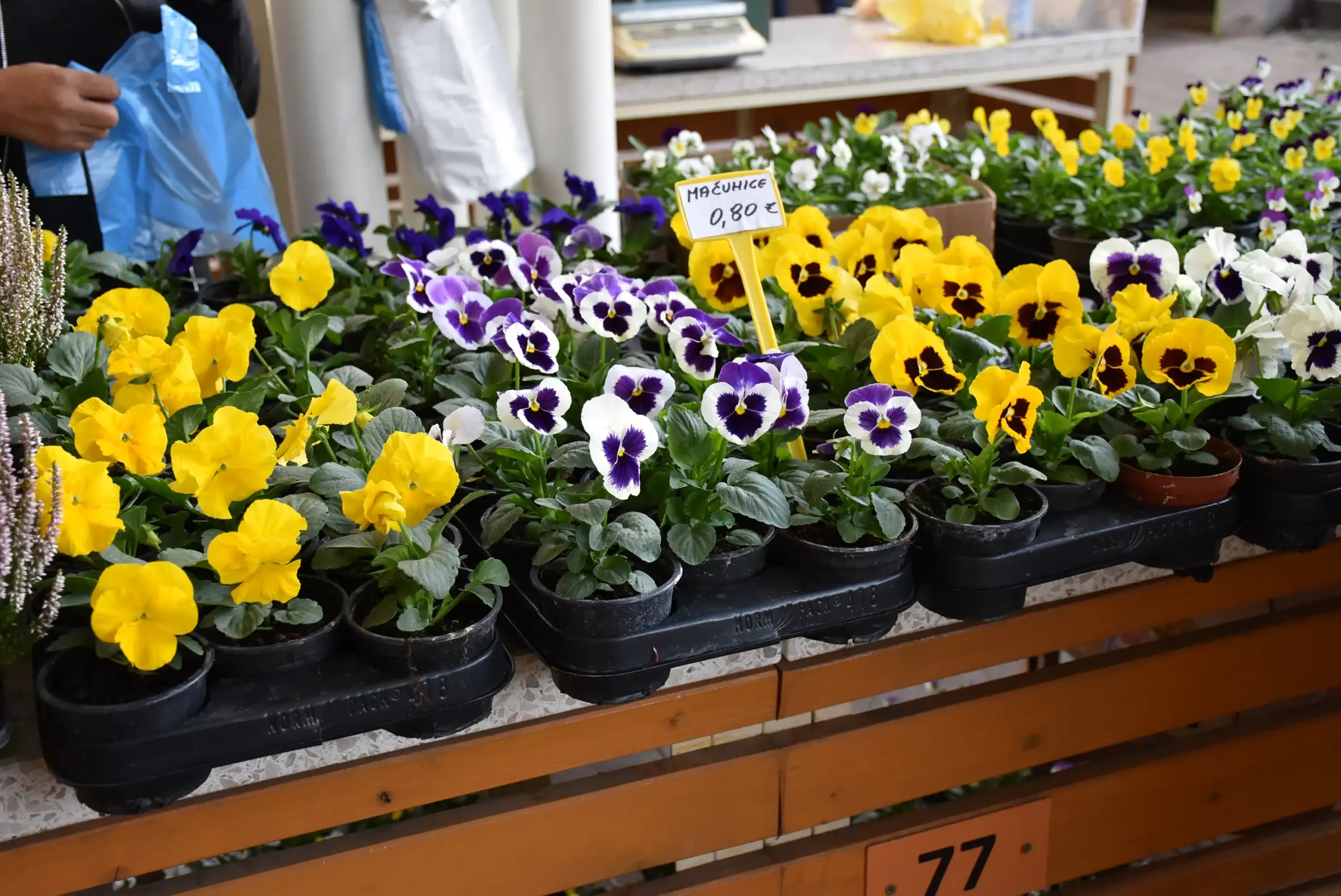 Čakovečka tržnica 20. rujna (53)