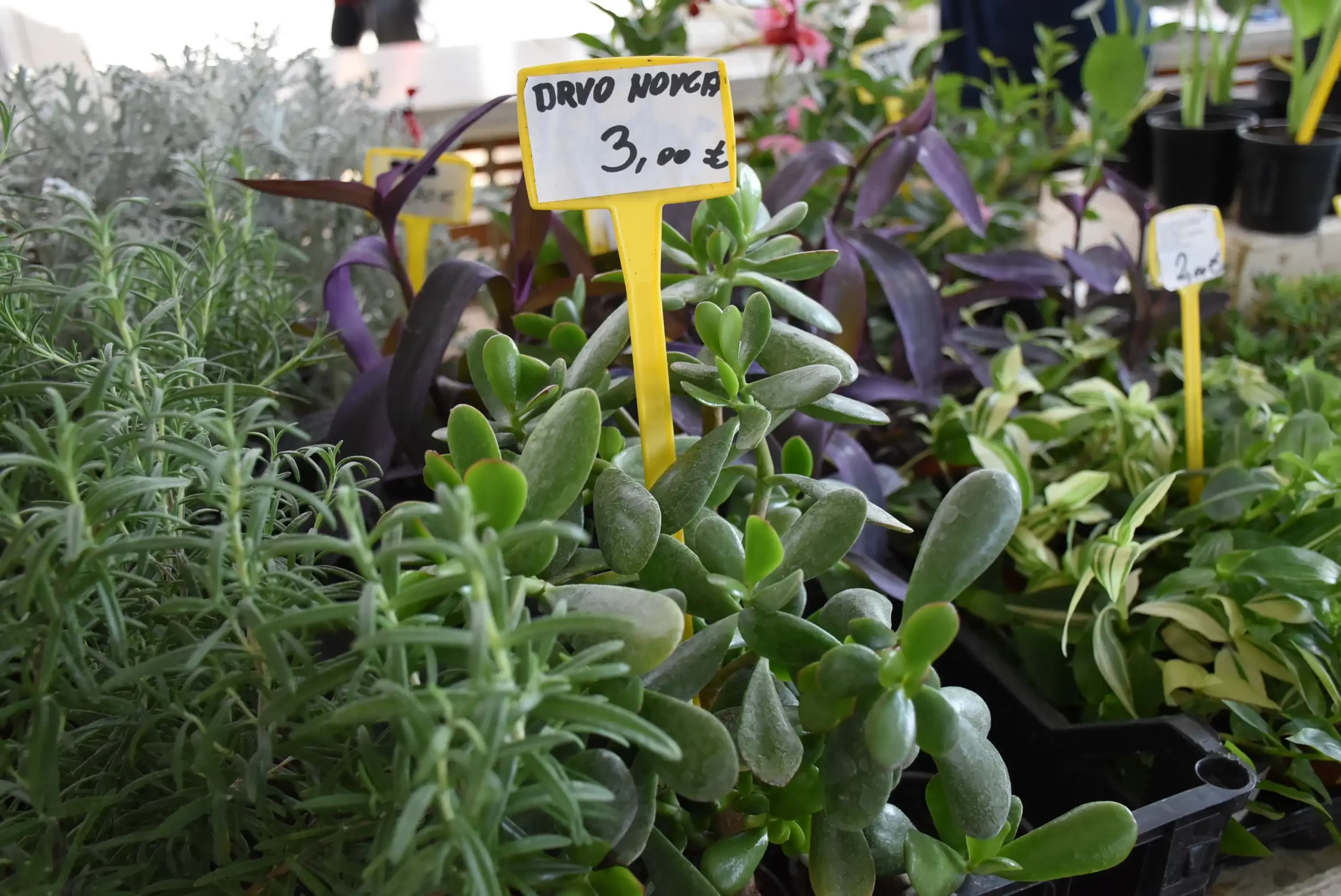 Čakovečka tržnica 20. rujna (55)