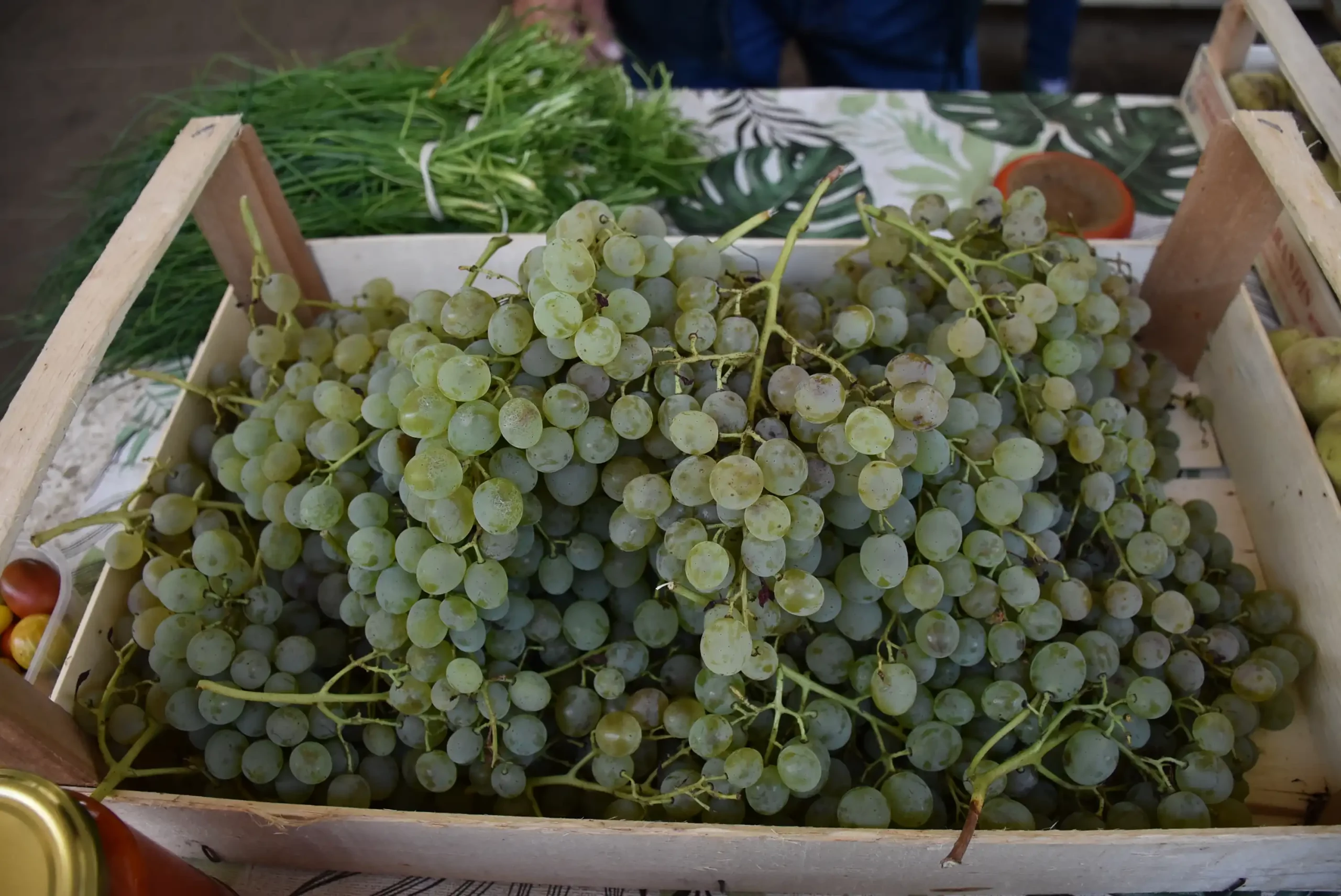 Čakovečka tržnica 20. rujna (60)