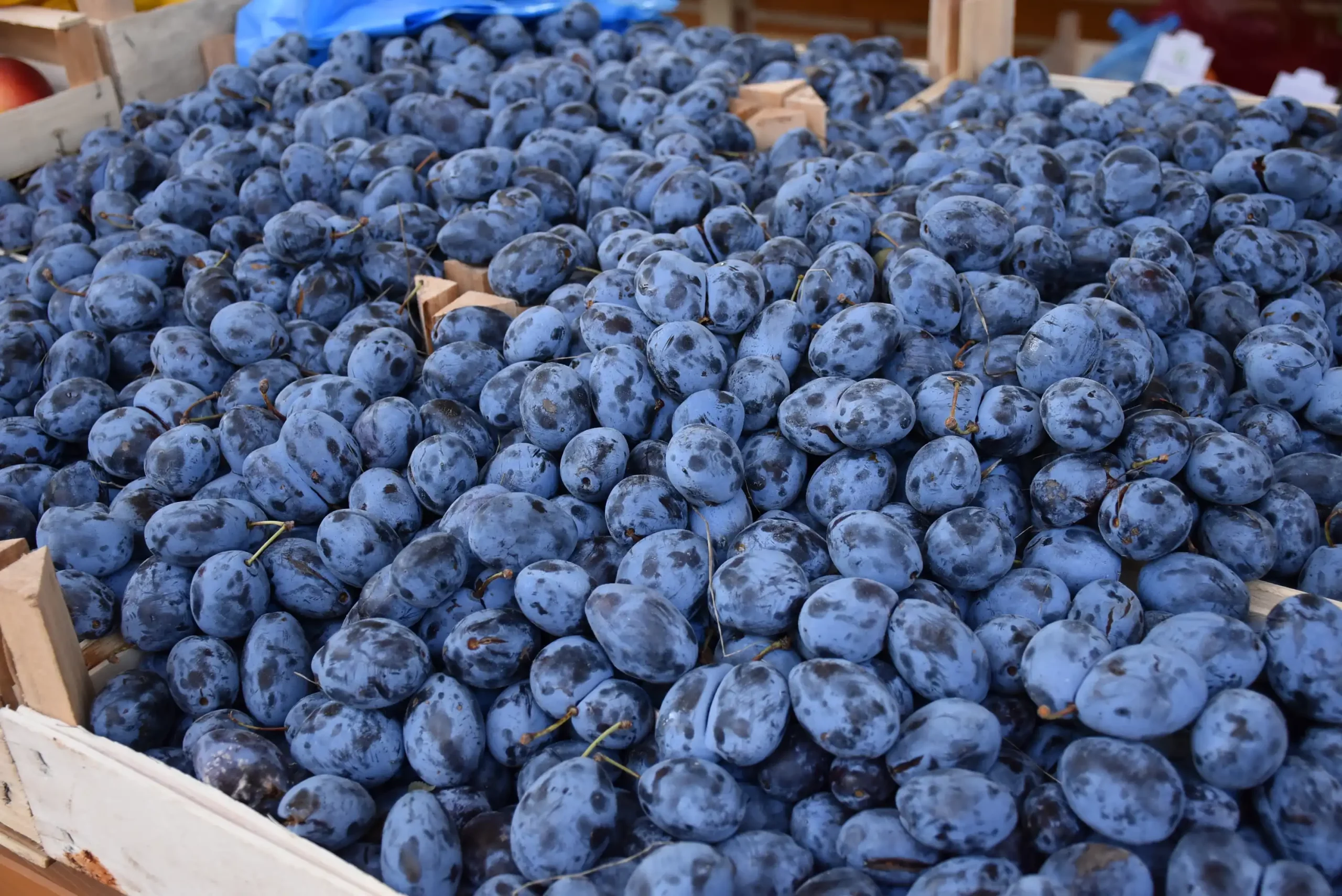 Čakovečka tržnica 20. rujna (63)