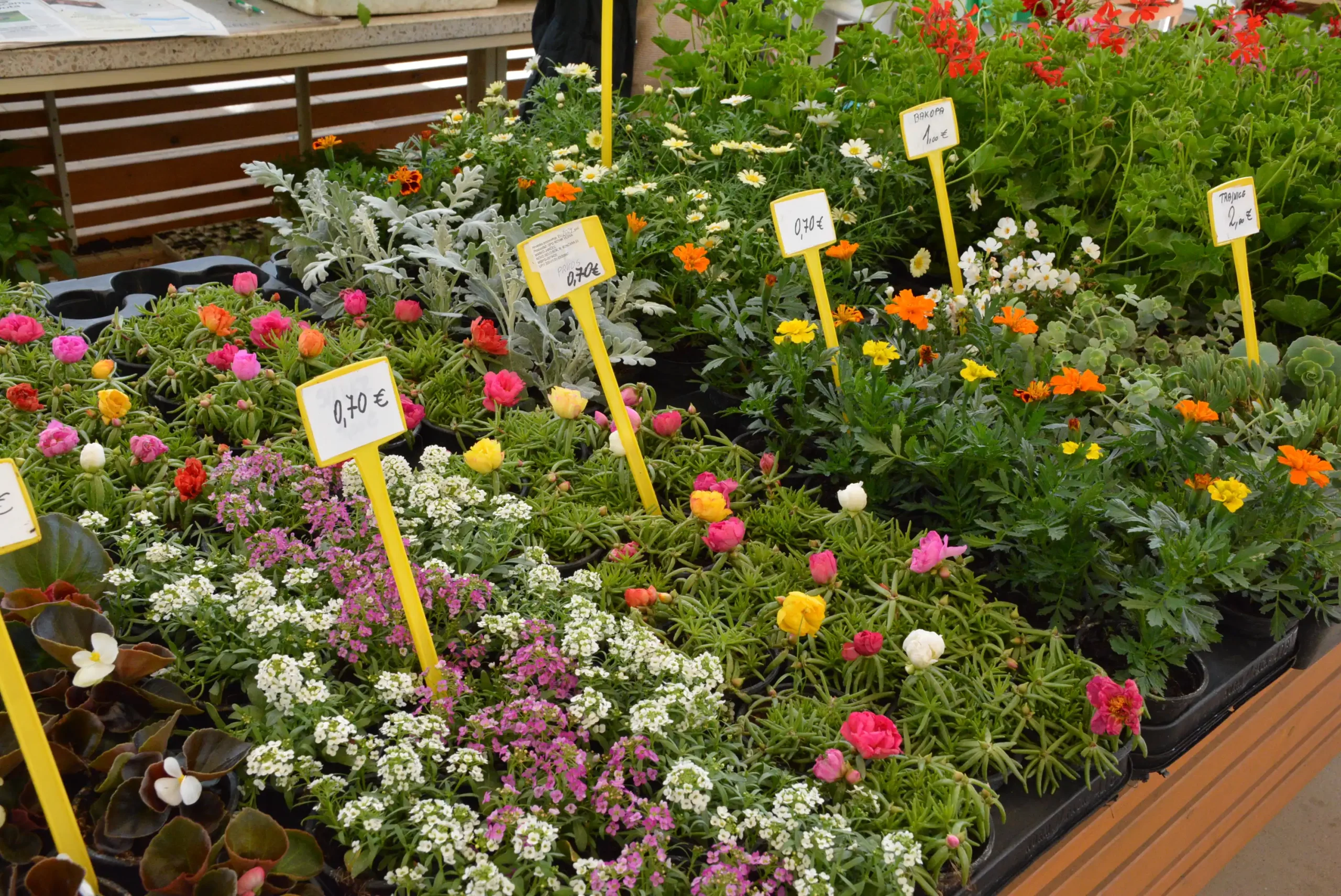 Čakovečka tržnica 26. travnja (13)