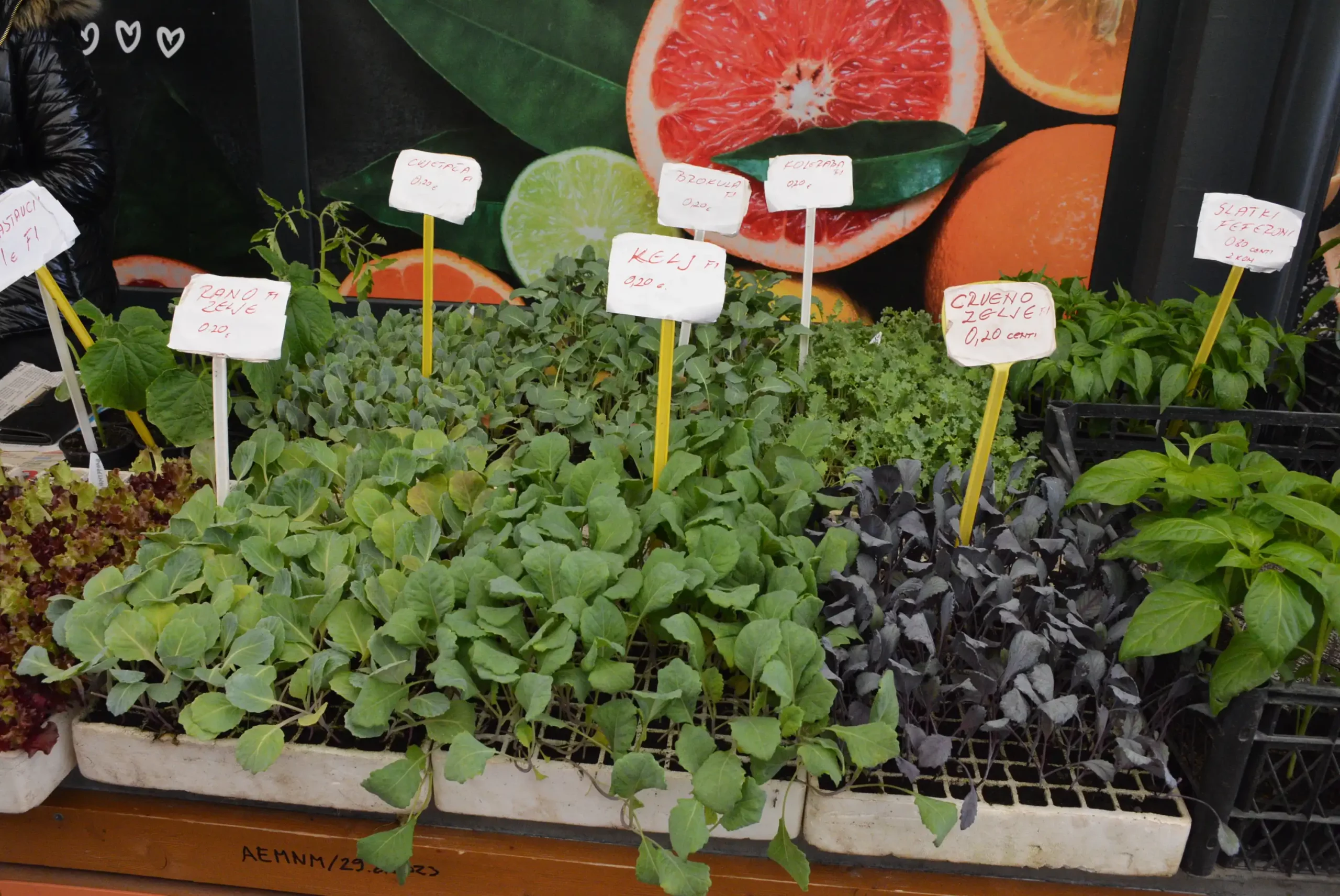 Čakovečka tržnica 26. travnja (2)