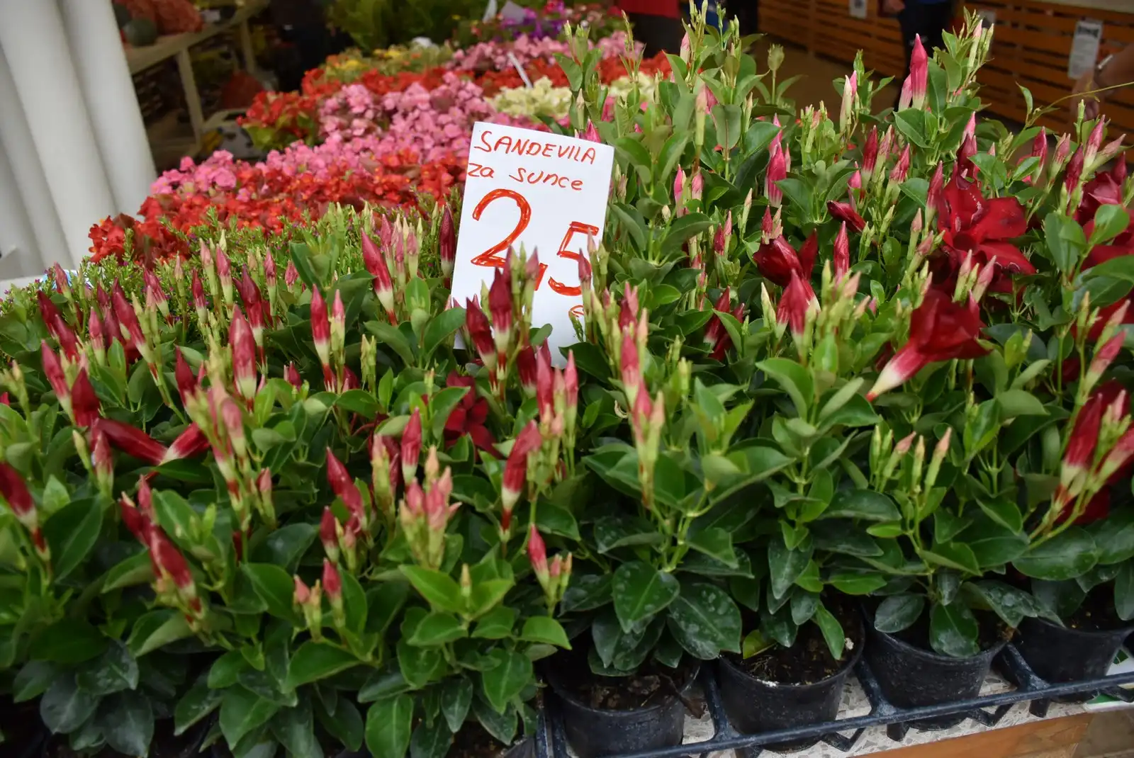Čakovečka tržnica (33)