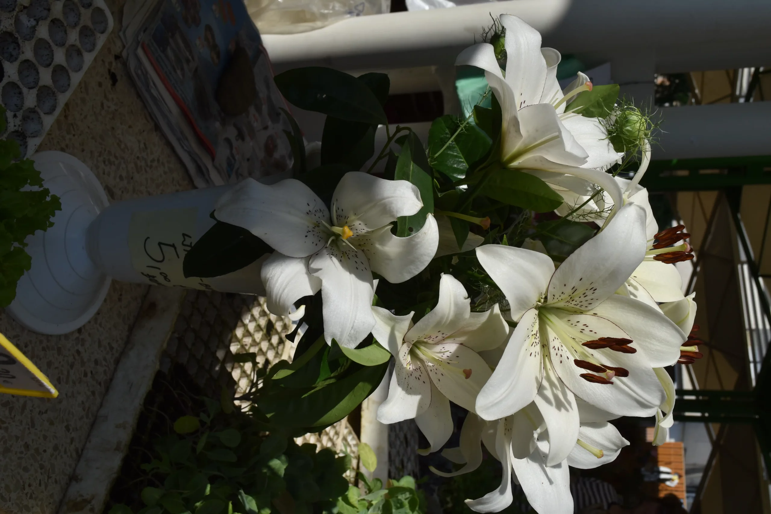 Čakovečka tržnica 7 (1) Čakovečka tržnica 7 (1)