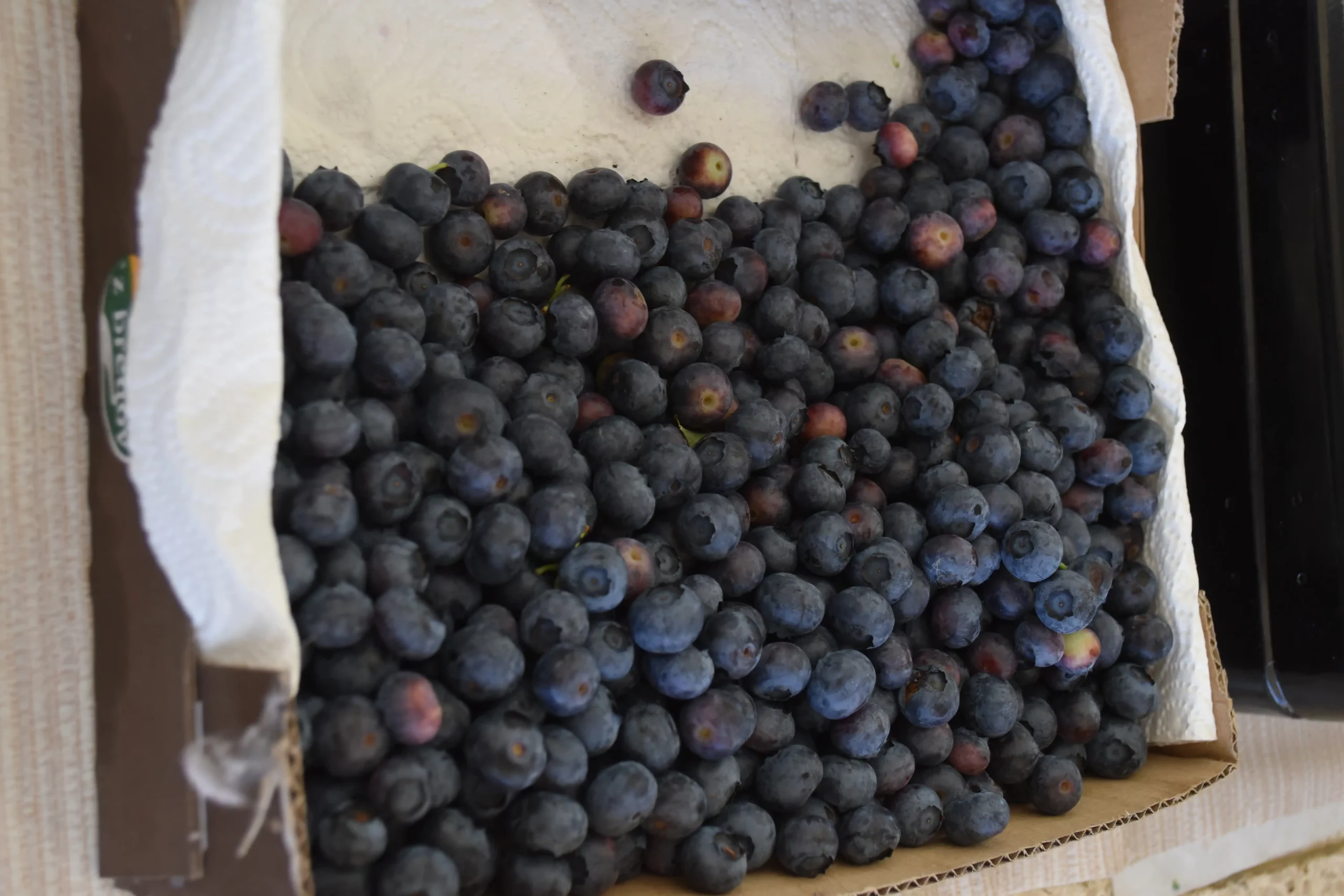 Čakovečka tržnica 7 (14) Čakovečka tržnica 7 (14)