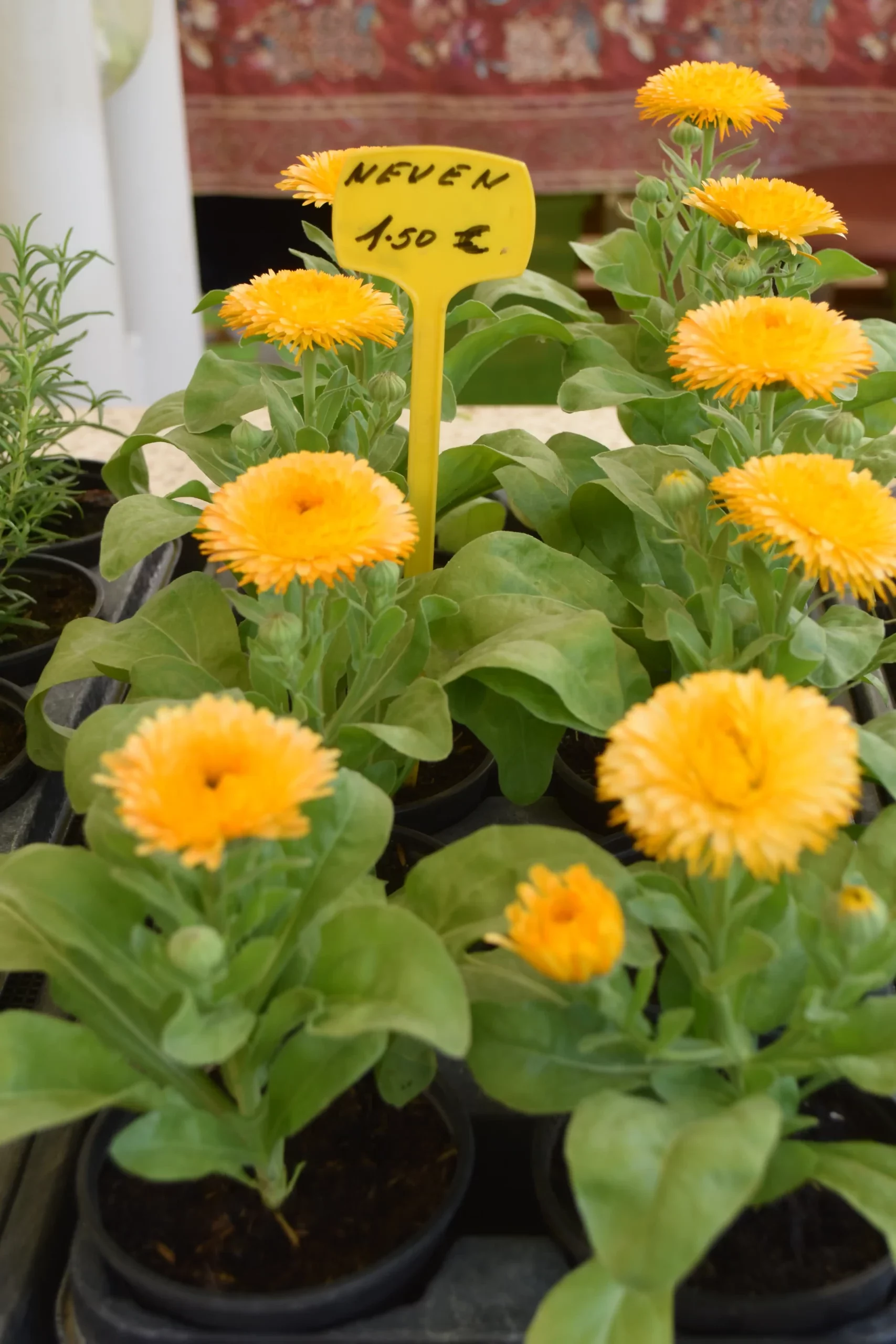 Čakovečka tržnica 7 (16) Čakovečka tržnica 7 (16)