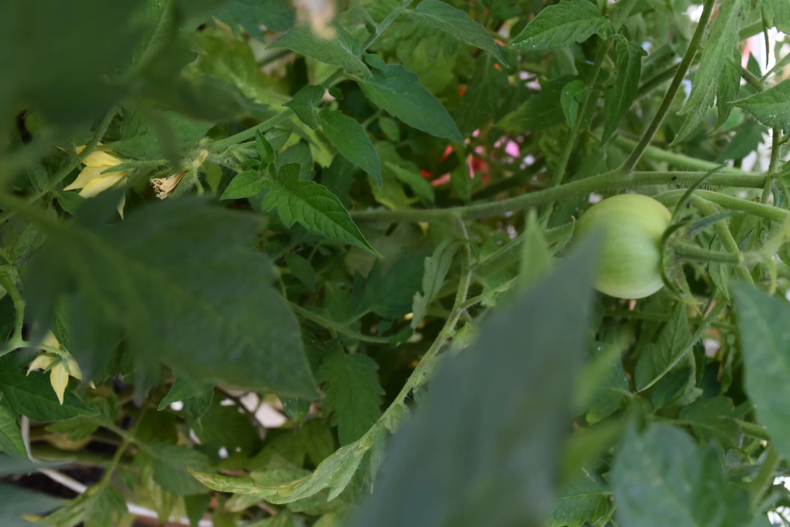 Čakovečka tržnica 7 (2) Čakovečka tržnica 7 (2)