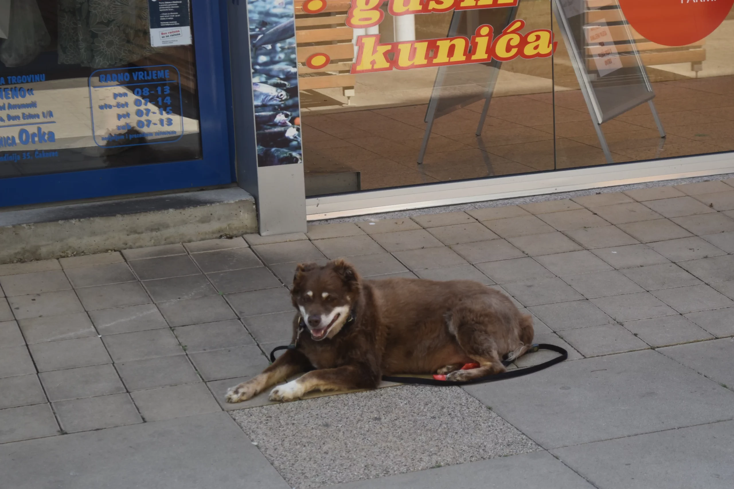 Čakovečka tržnica 7 (21) Čakovečka tržnica 7 (21)