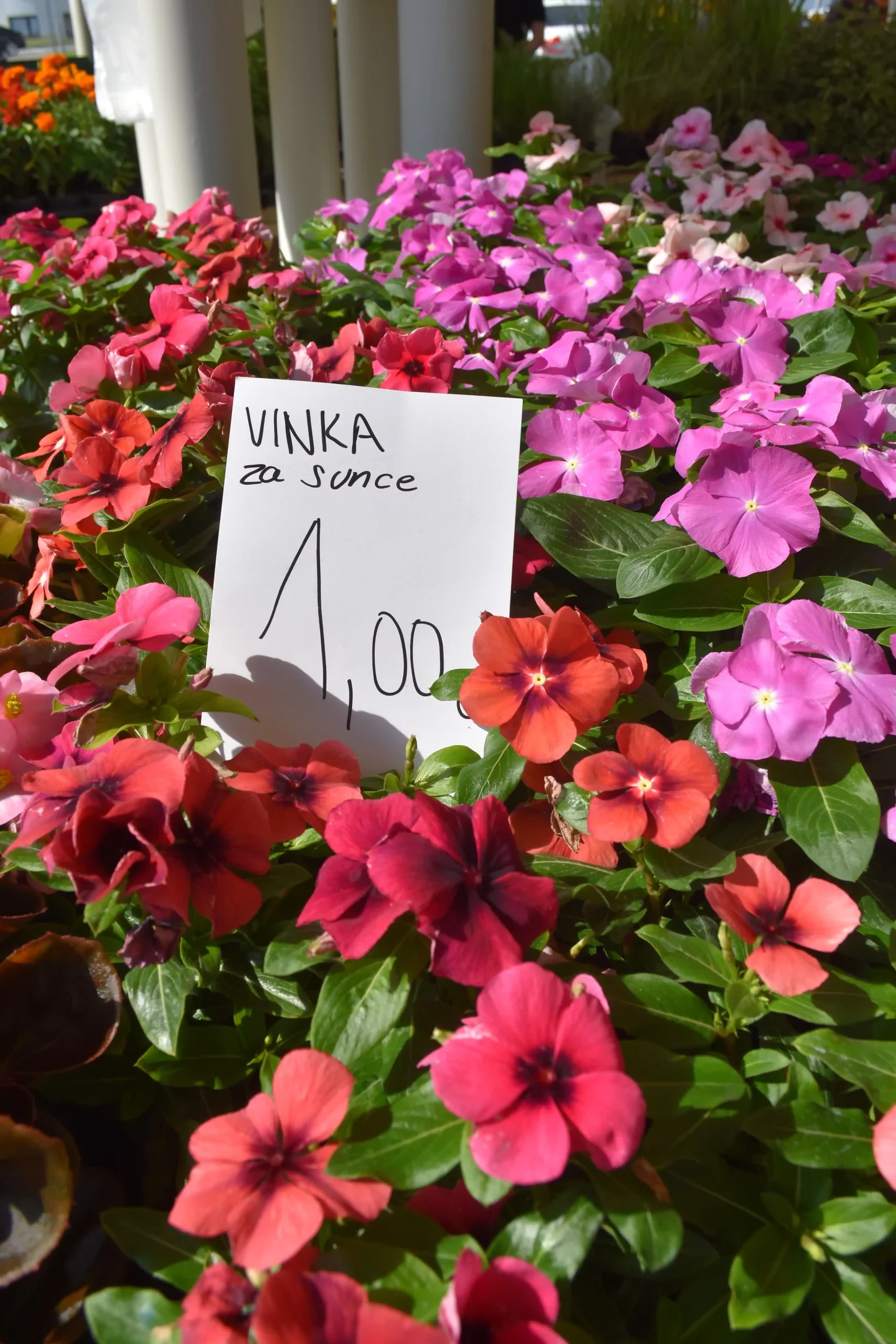 Čakovečka tržnica 7 (33) Čakovečka tržnica 7 (33)