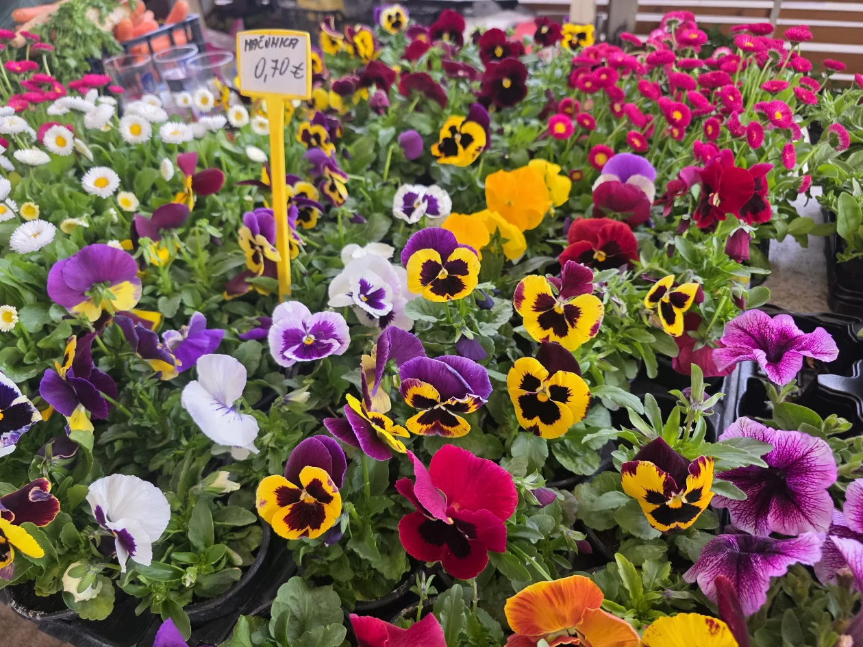 Čakovečki plac 11-4-2026 (1) Čakovečki plac 11-4-2026 (1)