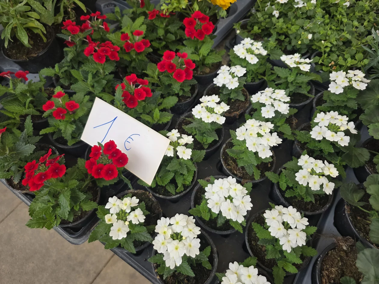 Čakovečki plac 11-4-2026 (101) Čakovečki plac 11-4-2026 (101)