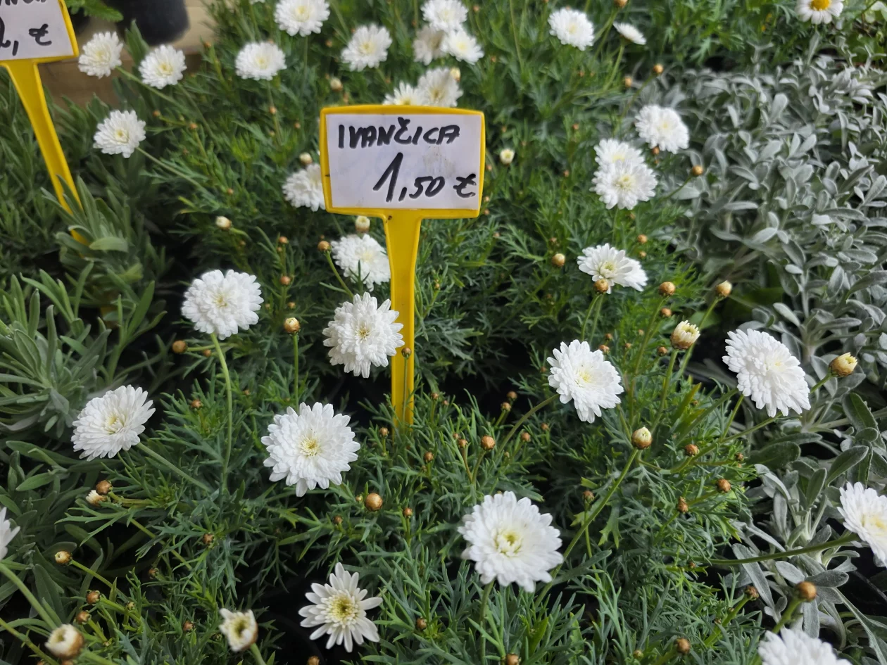 Čakovečki plac 11-4-2026 (105) Čakovečki plac 11-4-2026 (105)