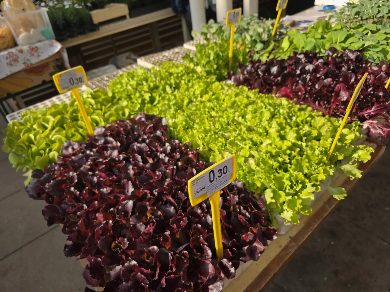 Čakovečki plac 11-4-2026 (106) Čakovečki plac 11-4-2026 (106)