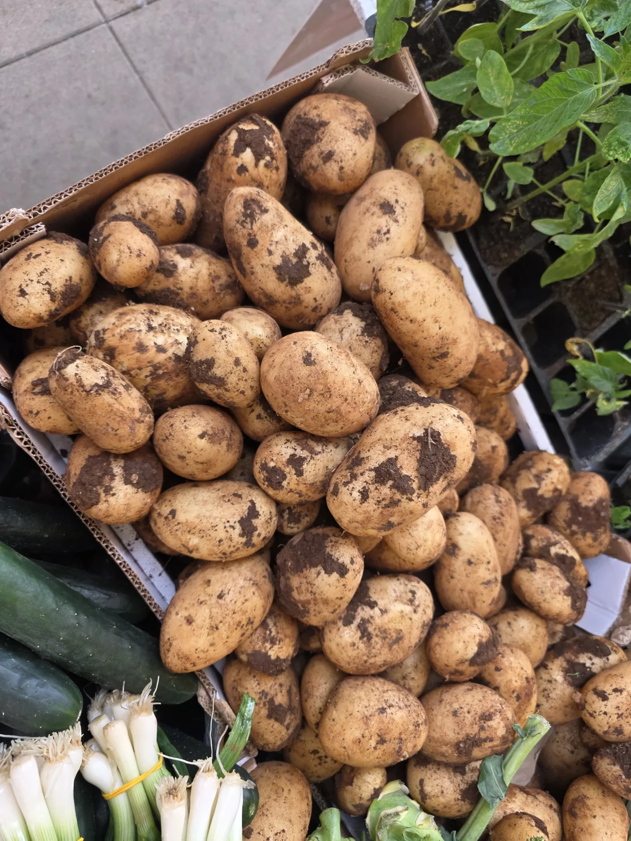 Čakovečki plac 11-4-2026 (107) Čakovečki plac 11-4-2026 (107)