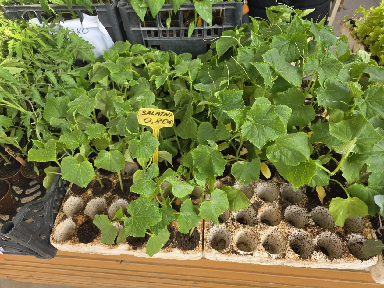 Čakovečki plac 11-4-2026 (14) Čakovečki plac 11-4-2026 (14)