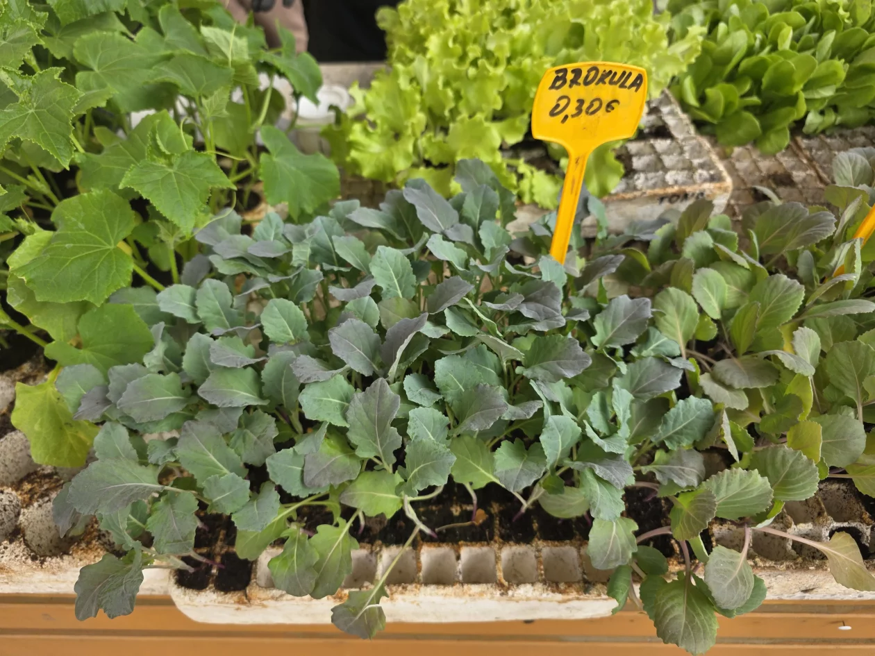 Čakovečki plac 11-4-2026 (15) Čakovečki plac 11-4-2026 (15)