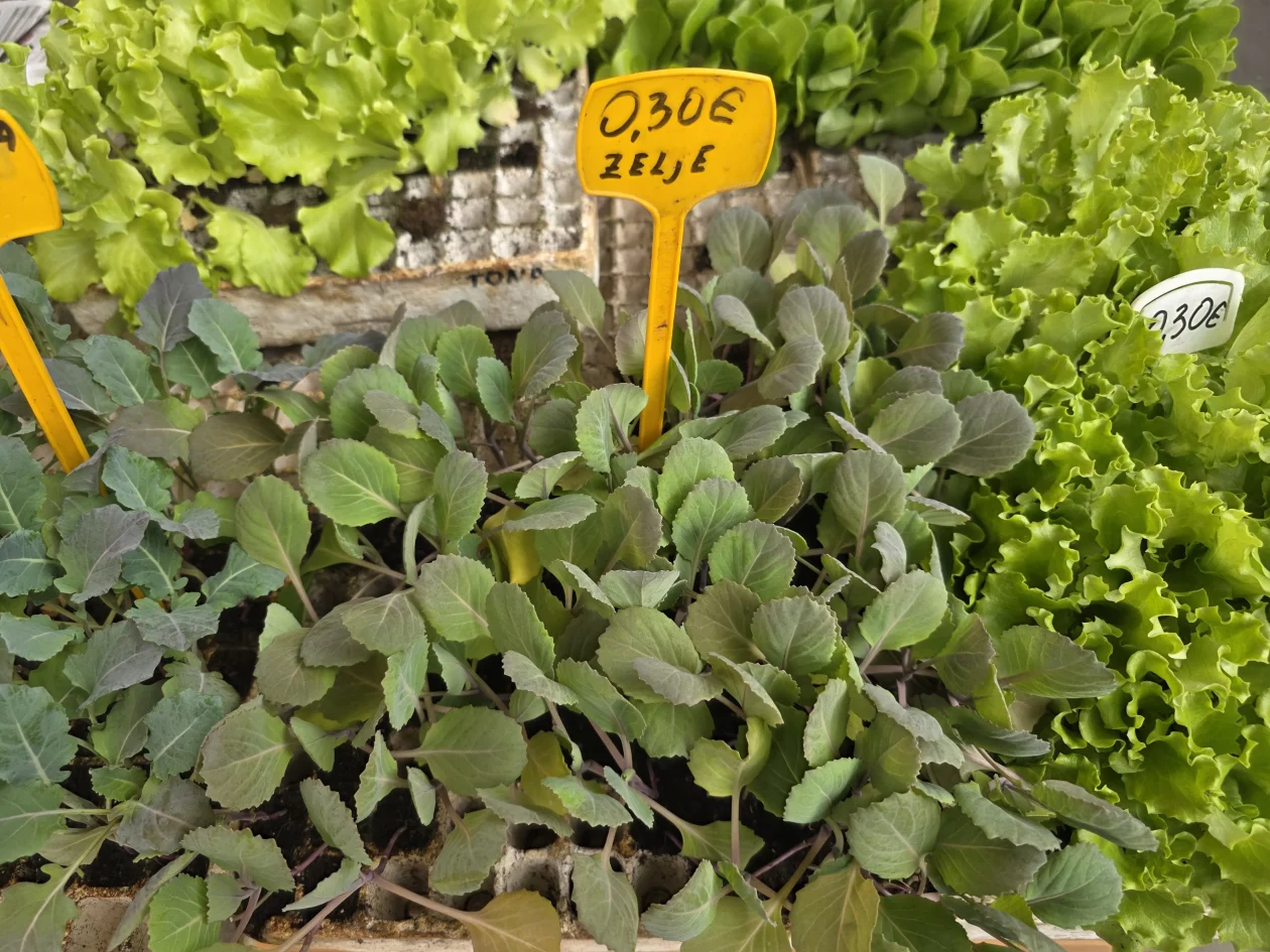 Čakovečki plac 11-4-2026 (16) Čakovečki plac 11-4-2026 (16)