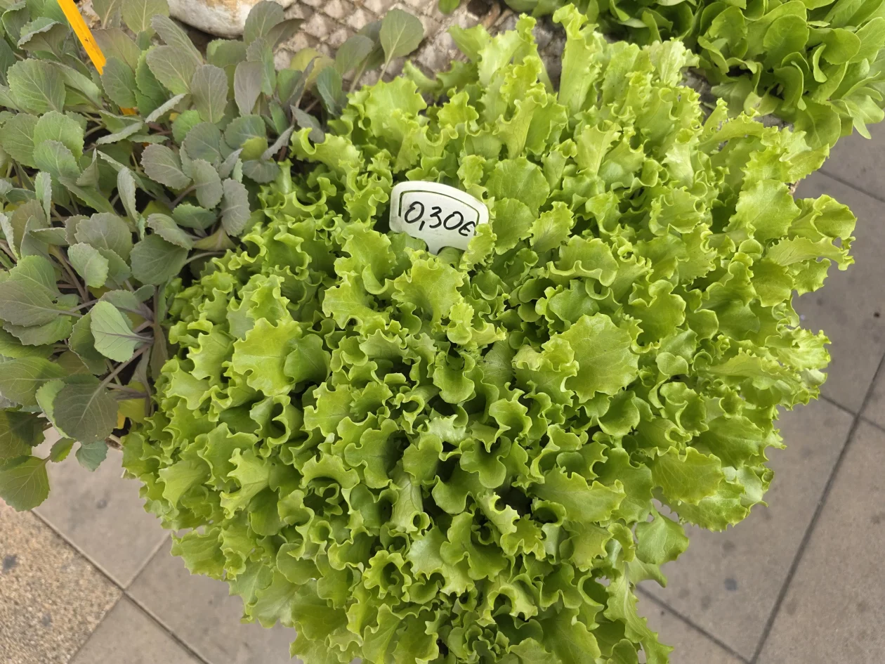 Čakovečki plac 11-4-2026 (17) Čakovečki plac 11-4-2026 (17)