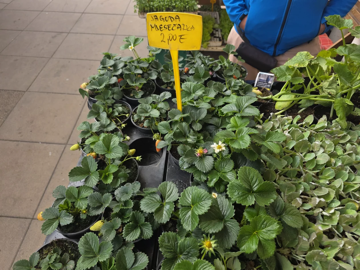 Čakovečki plac 11-4-2026 (19) Čakovečki plac 11-4-2026 (19)