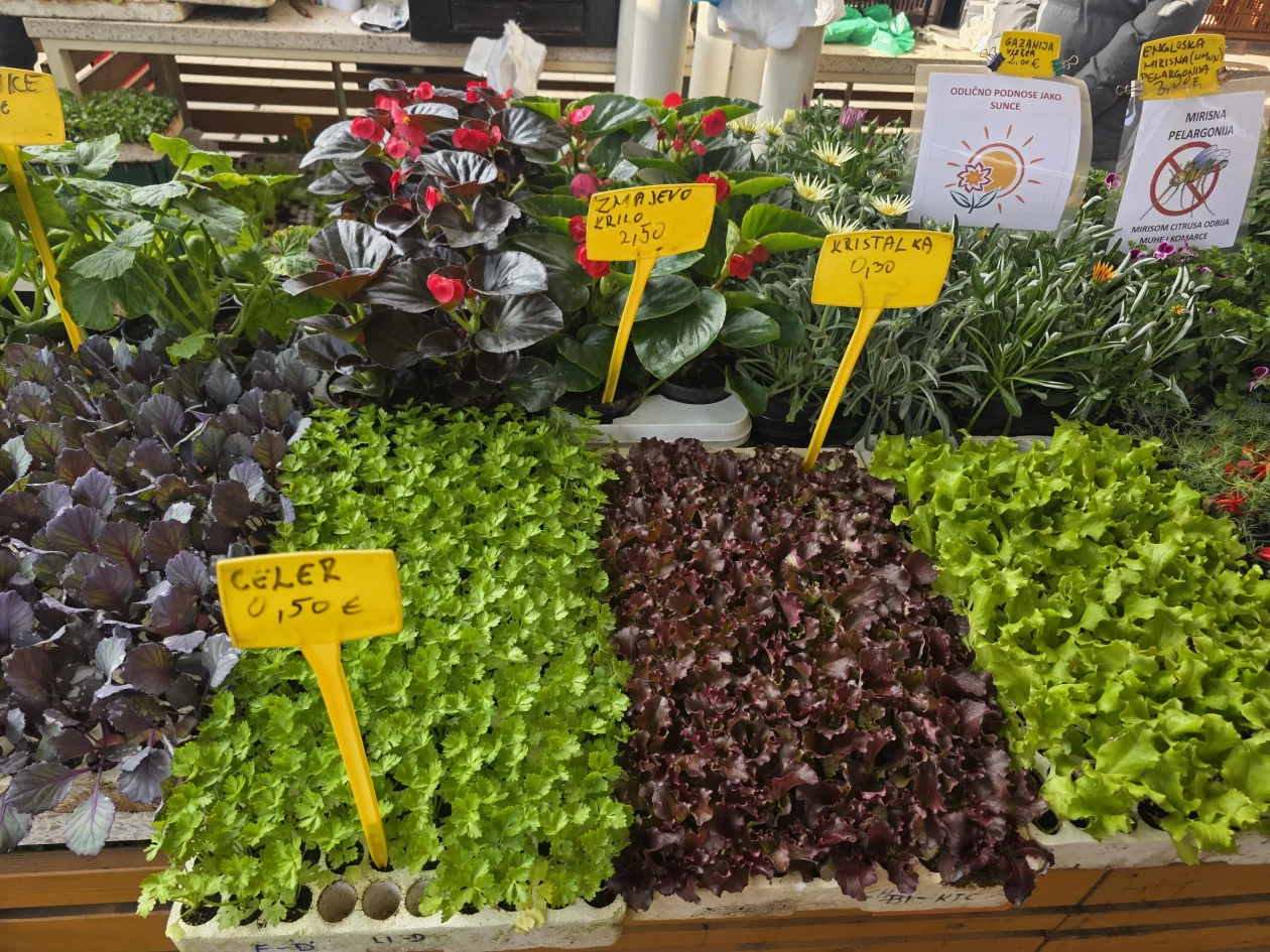 Čakovečki plac 11-4-2026 (21) Čakovečki plac 11-4-2026 (21)