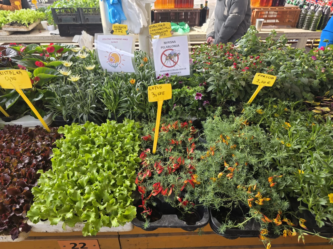 Čakovečki plac 11-4-2026 (22) Čakovečki plac 11-4-2026 (22)