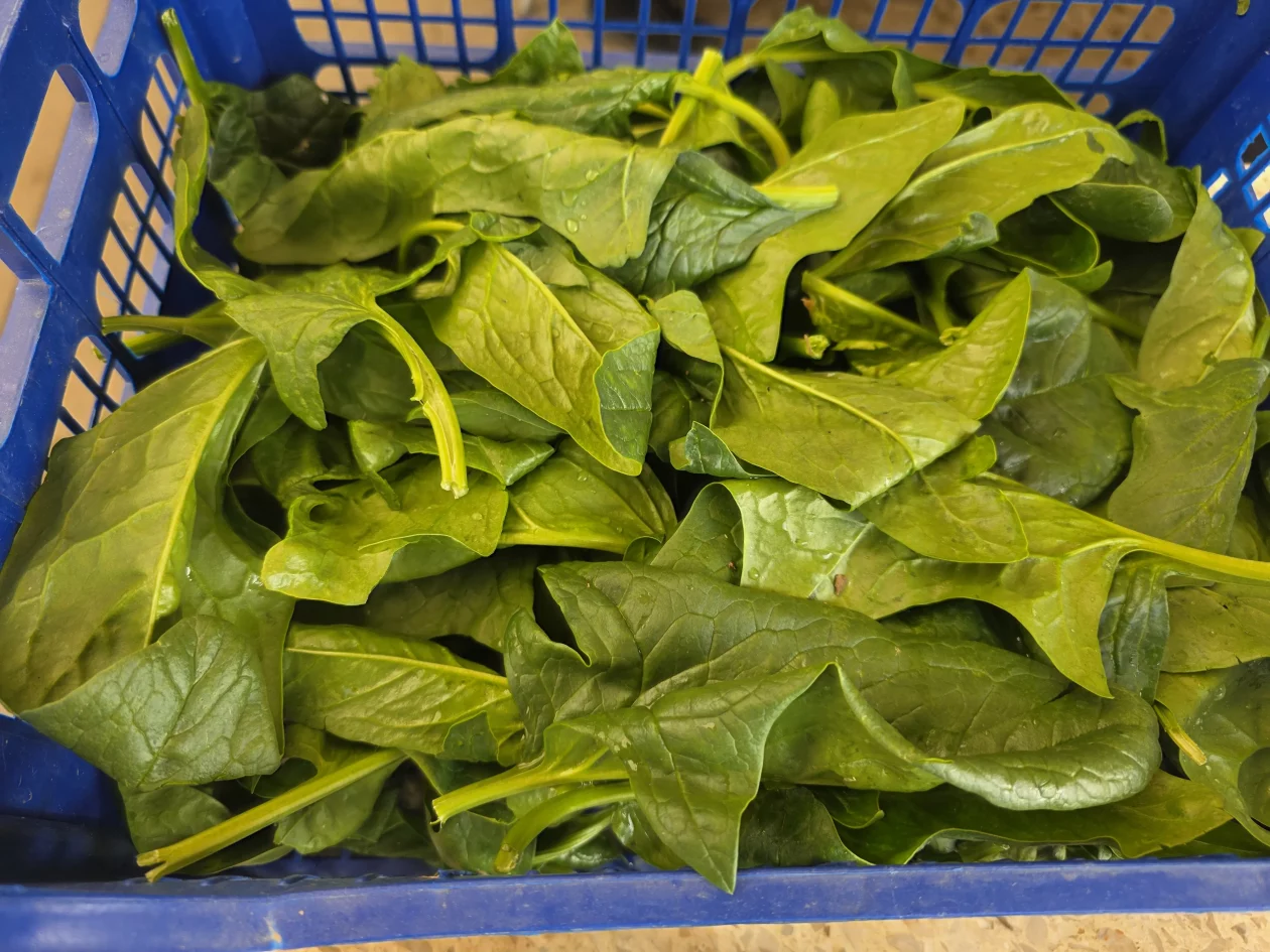 Čakovečki plac 11-4-2026 (3) Čakovečki plac 11-4-2026 (3)