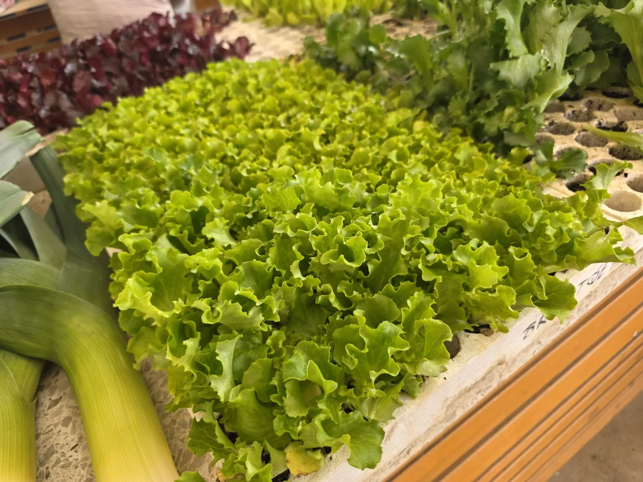 Čakovečki plac 11-4-2026 (35) Čakovečki plac 11-4-2026 (35)