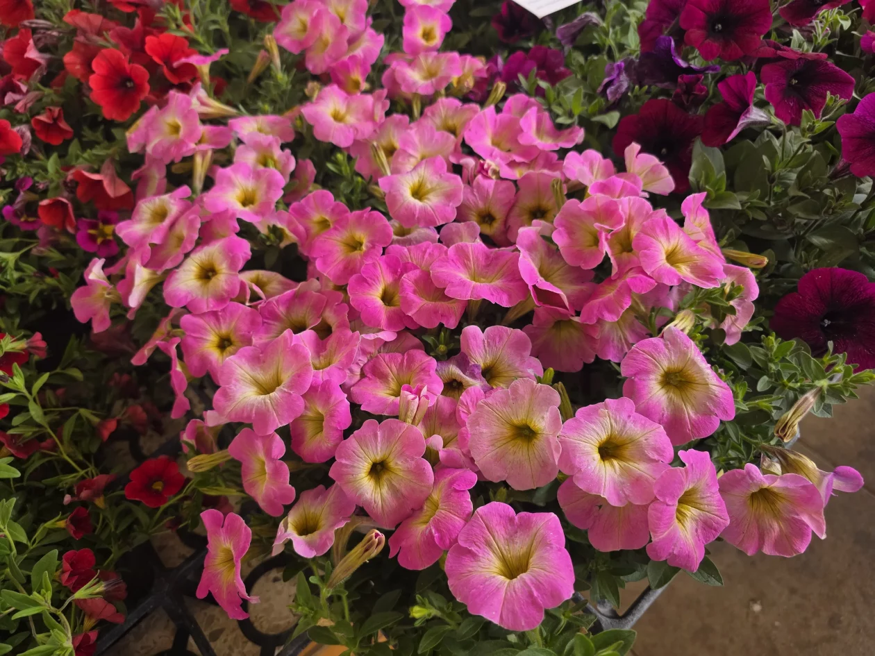 Čakovečki plac 11-4-2026 (36) Čakovečki plac 11-4-2026 (36)