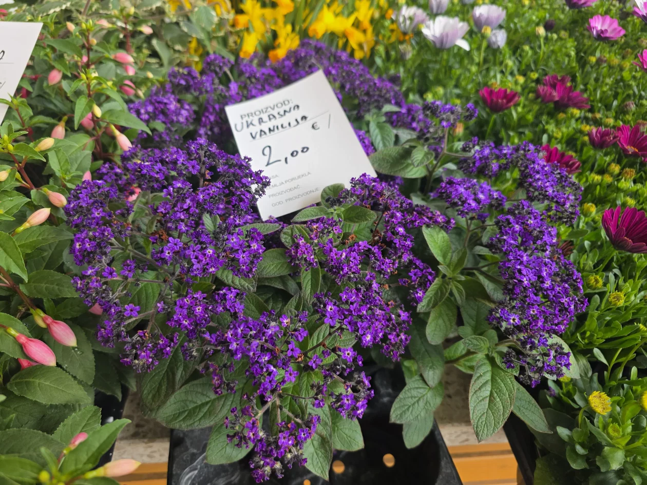 Čakovečki plac 11-4-2026 (39) Čakovečki plac 11-4-2026 (39)