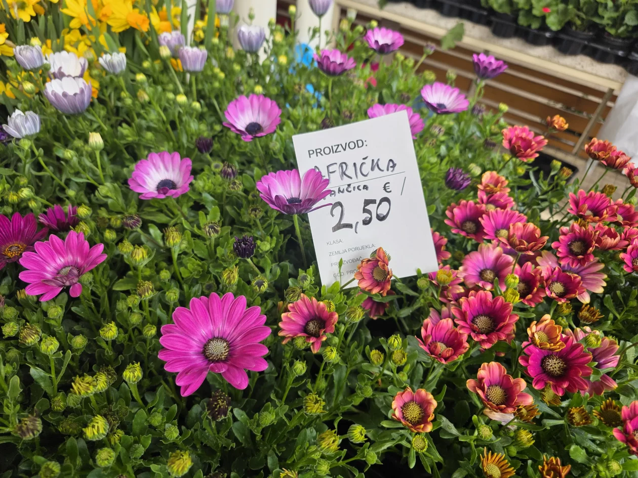 Čakovečki plac 11-4-2026 (41) Čakovečki plac 11-4-2026 (41)