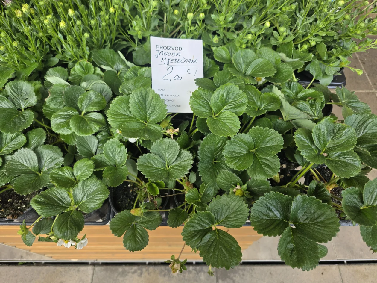 Čakovečki plac 11-4-2026 (42) Čakovečki plac 11-4-2026 (42)