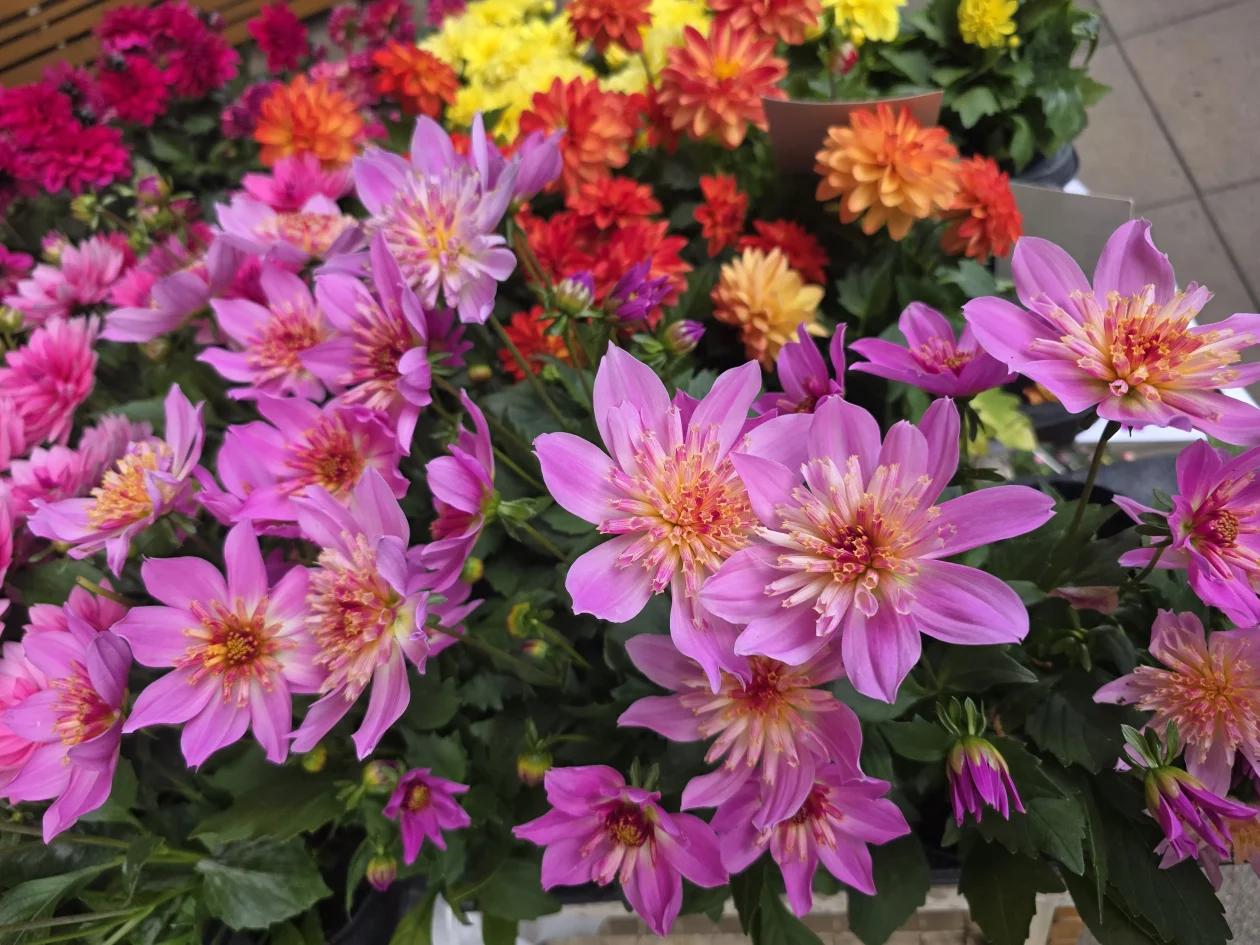 Čakovečki plac 11-4-2026 (43) Čakovečki plac 11-4-2026 (43)