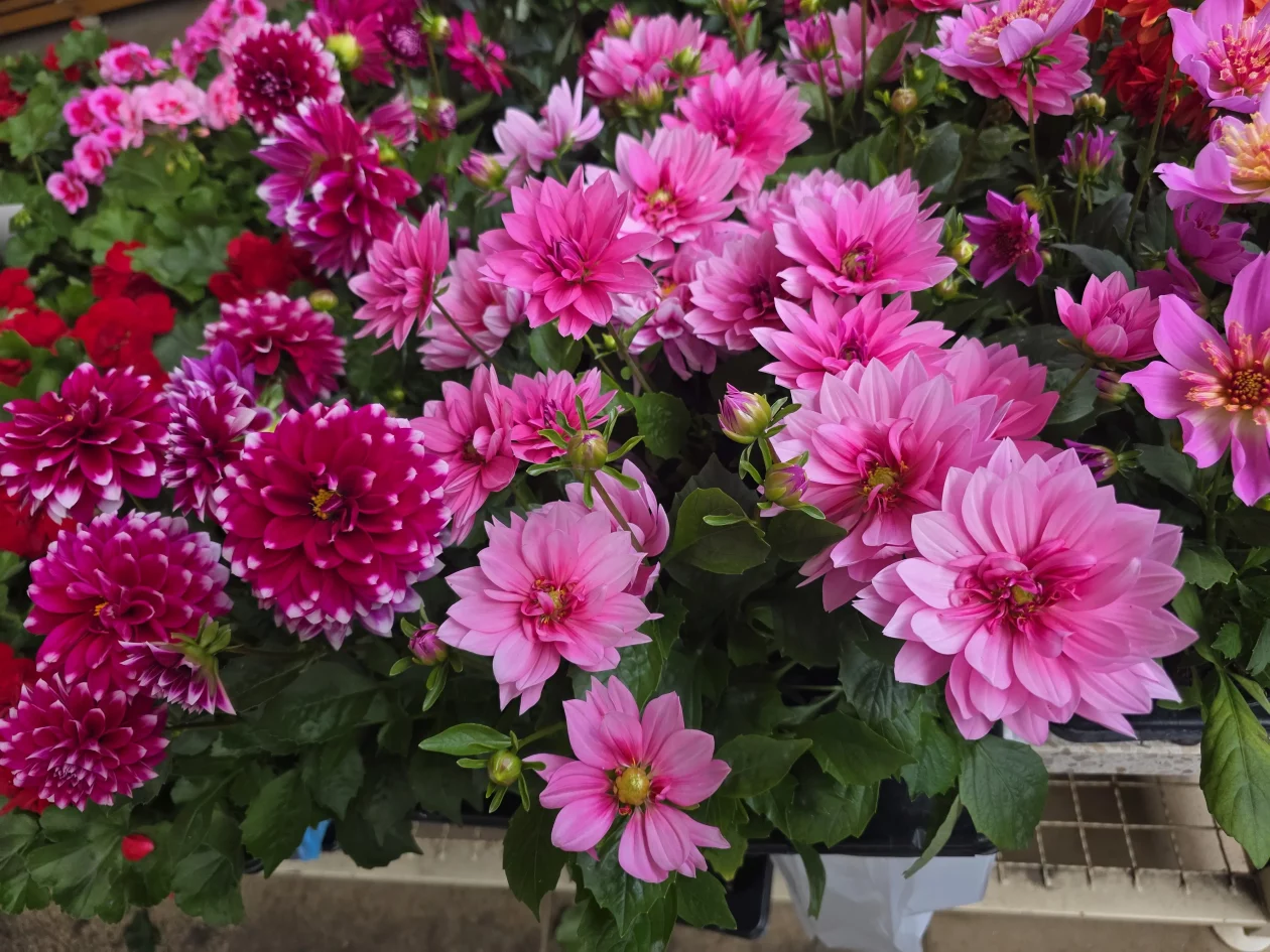 Čakovečki plac 11-4-2026 (44) Čakovečki plac 11-4-2026 (44)